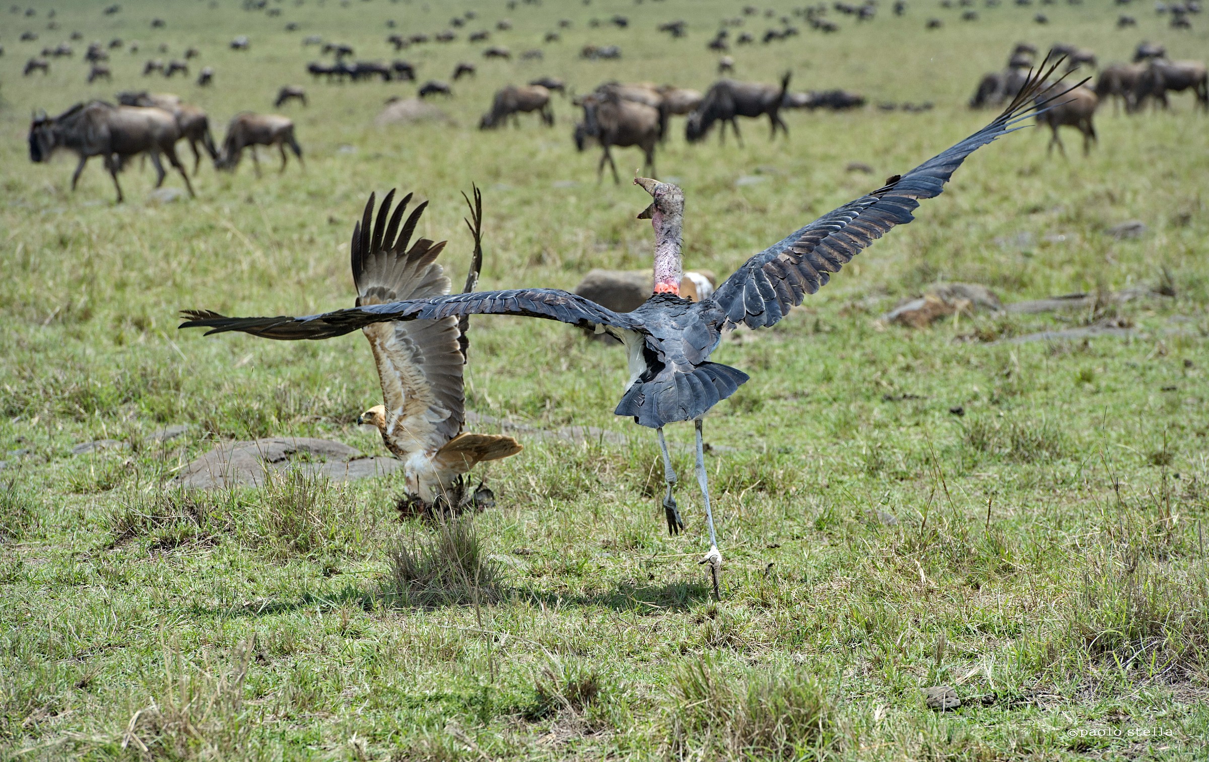 the eagle and the marabou - 9