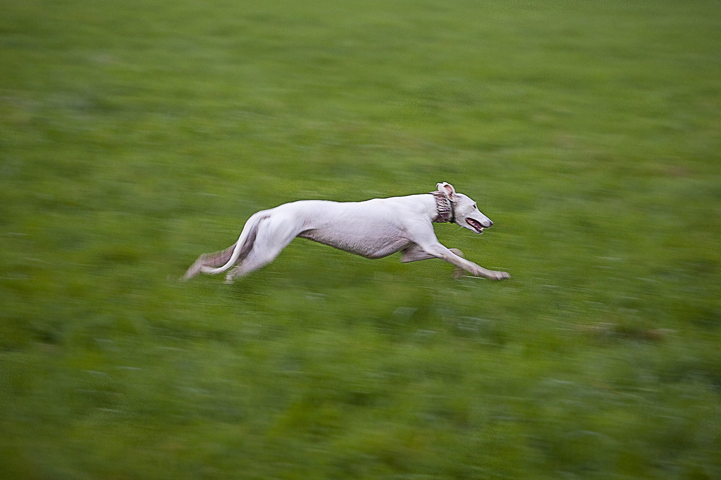 greyhound