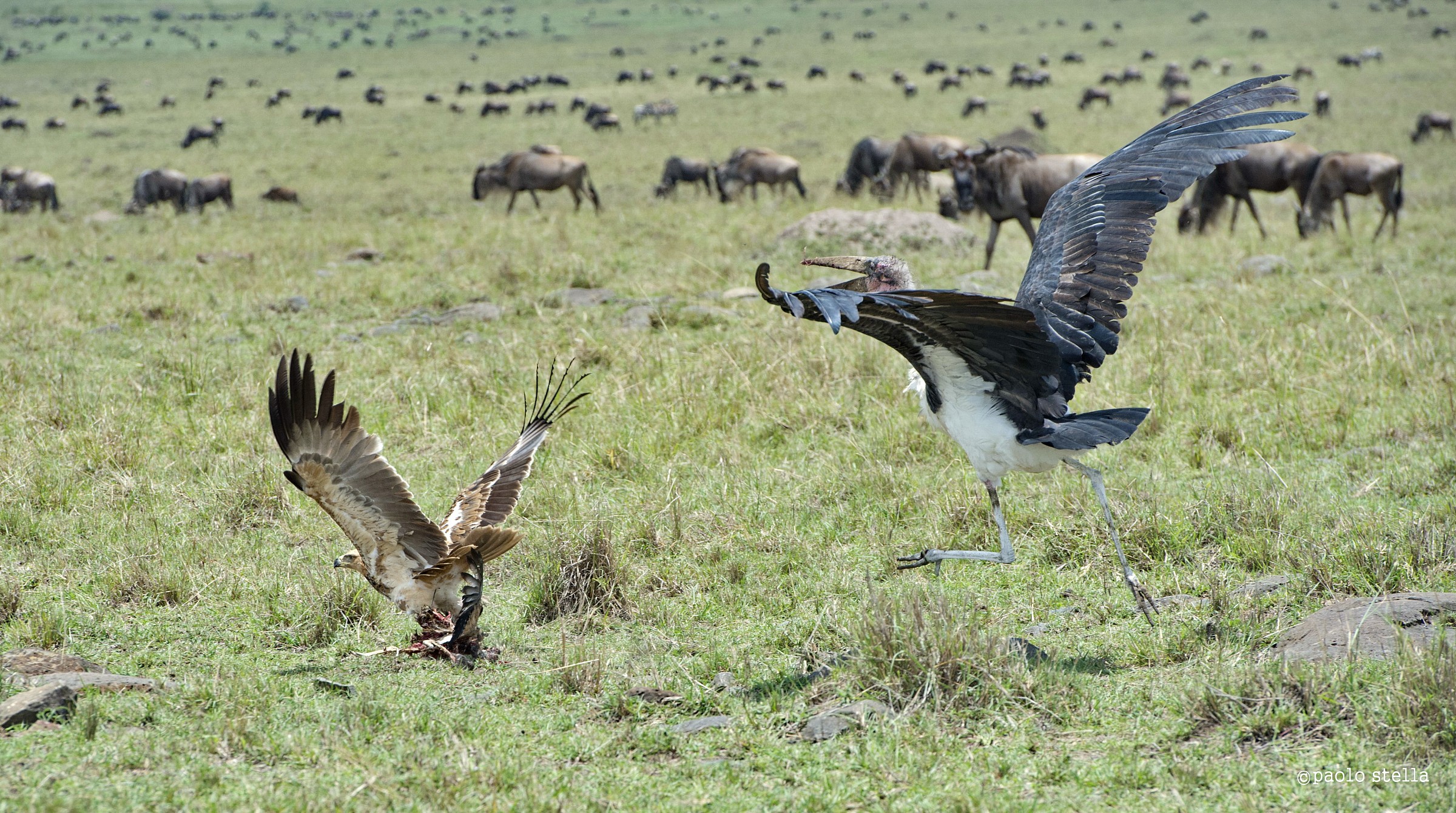 the eagle and the marabou - 11