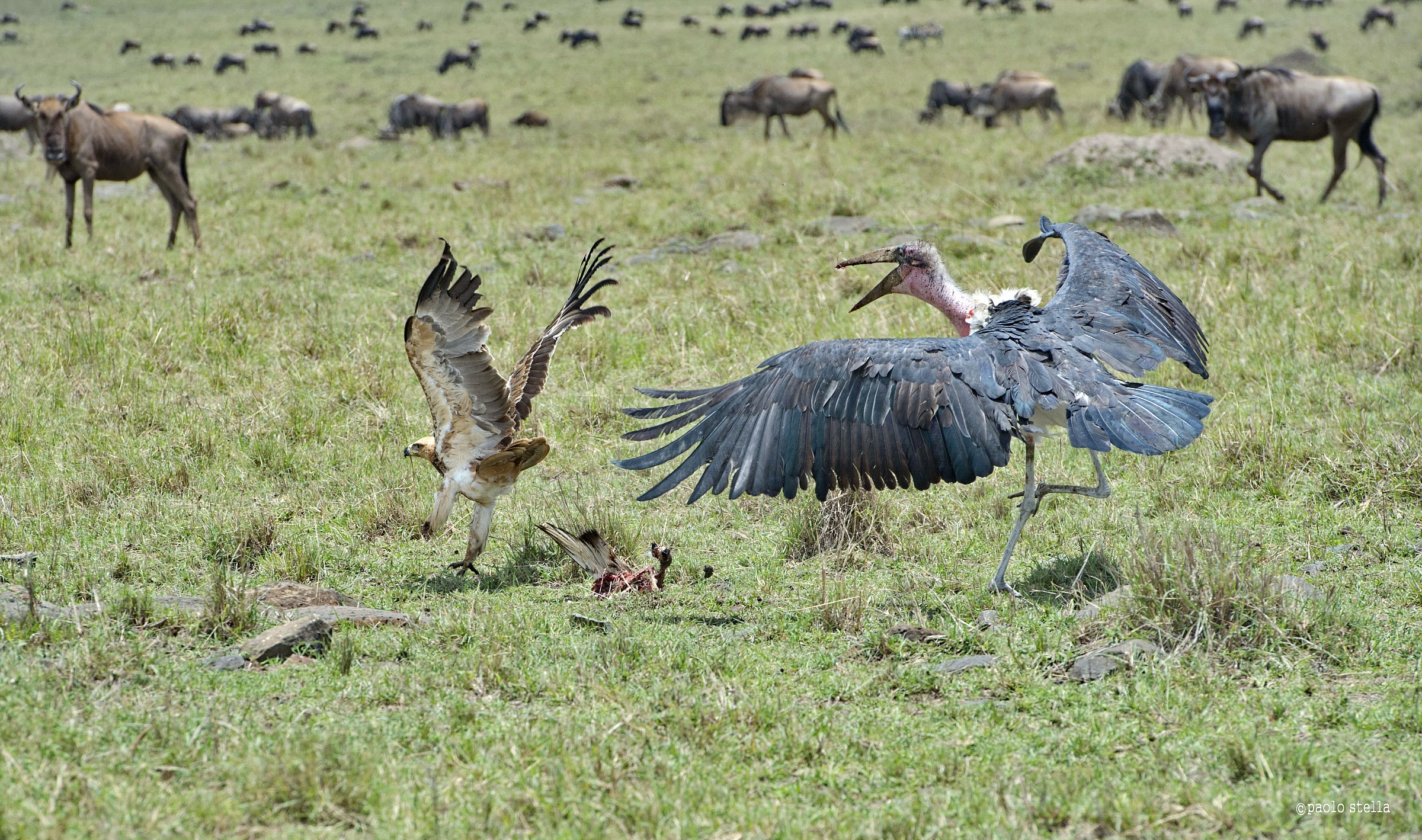 the eagle and the marabou - 12