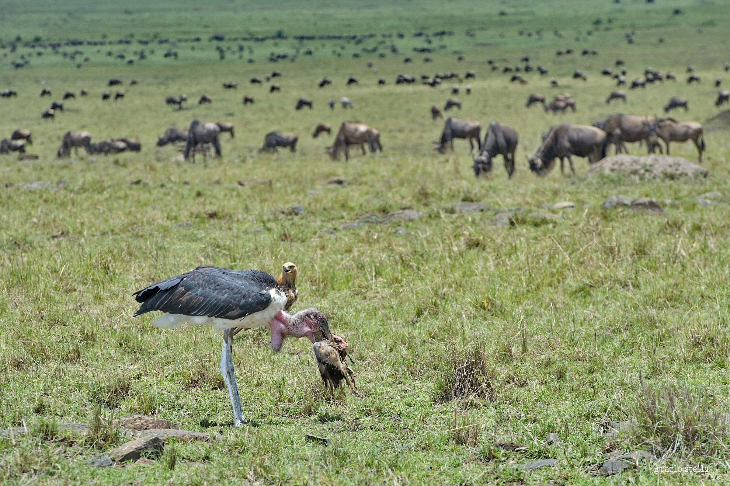 the eagle and the marabou - 13