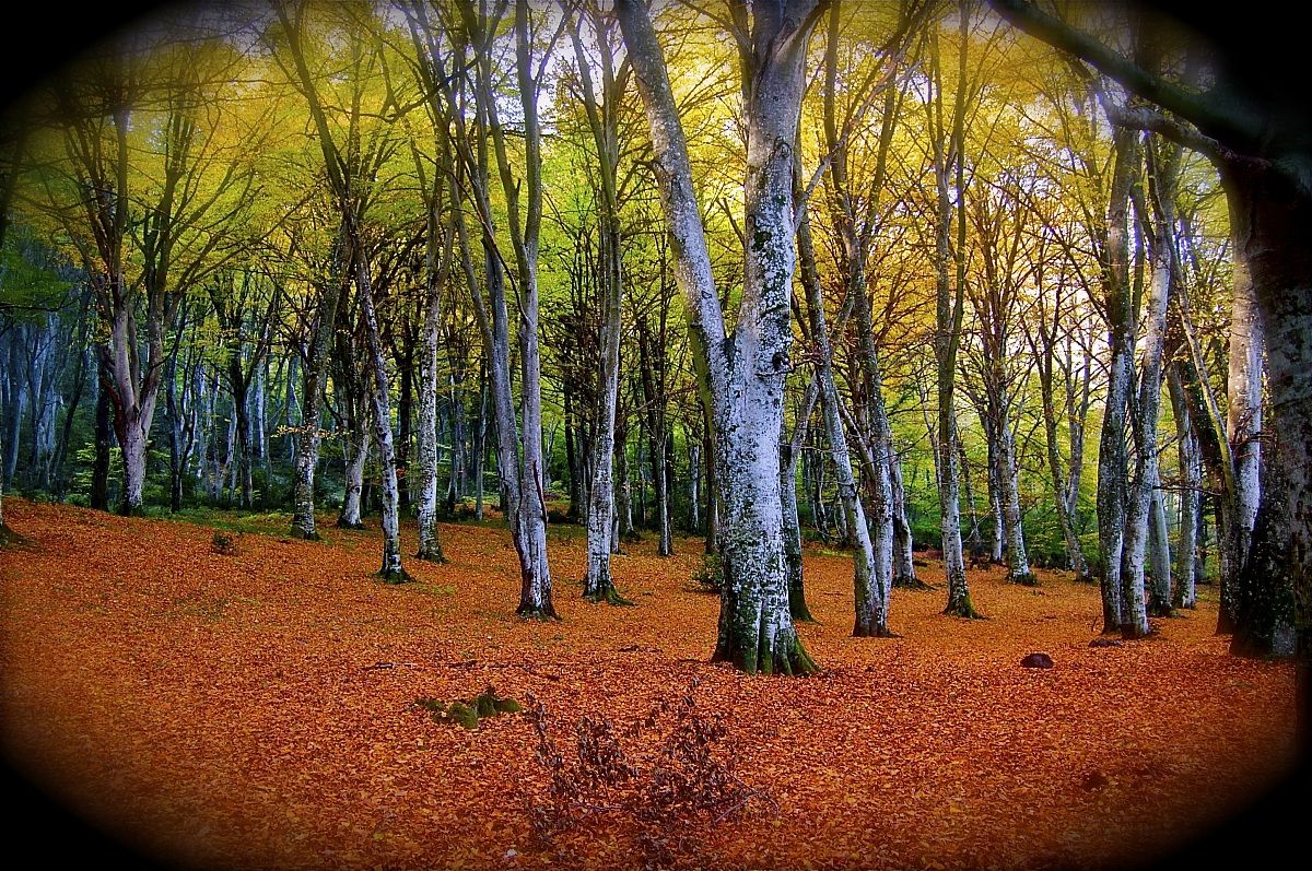 Un bosco non proprio raccomandabile