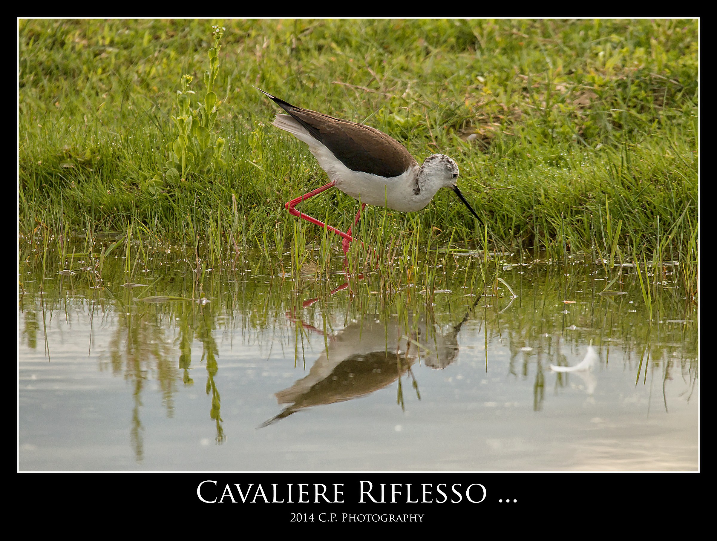 Alla ricerca del cibo