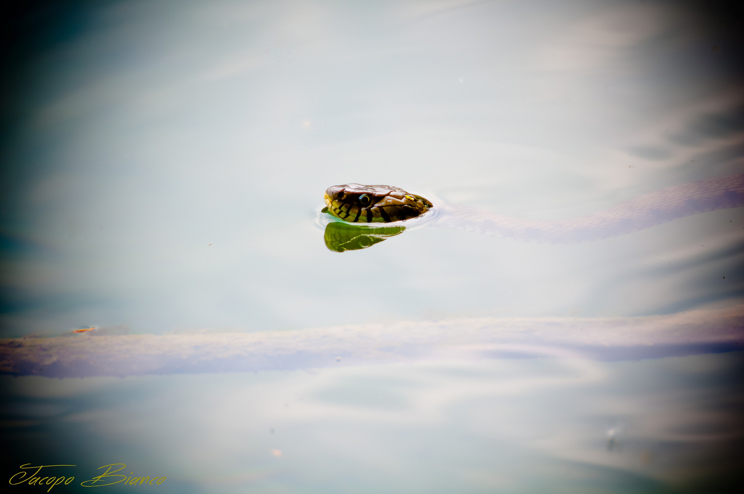 Water Snake
