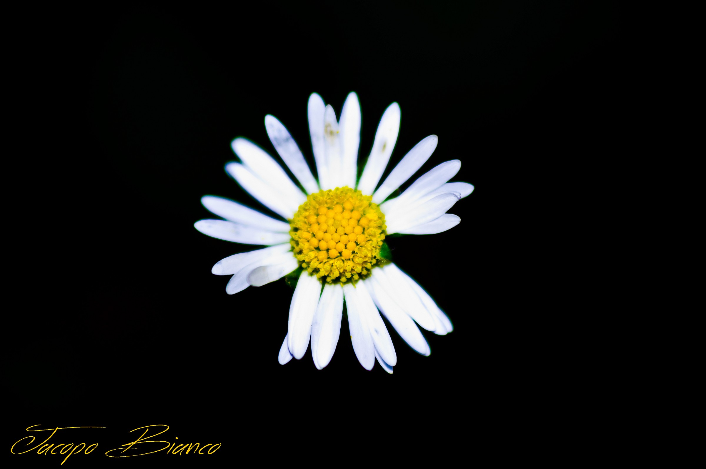 Daisy