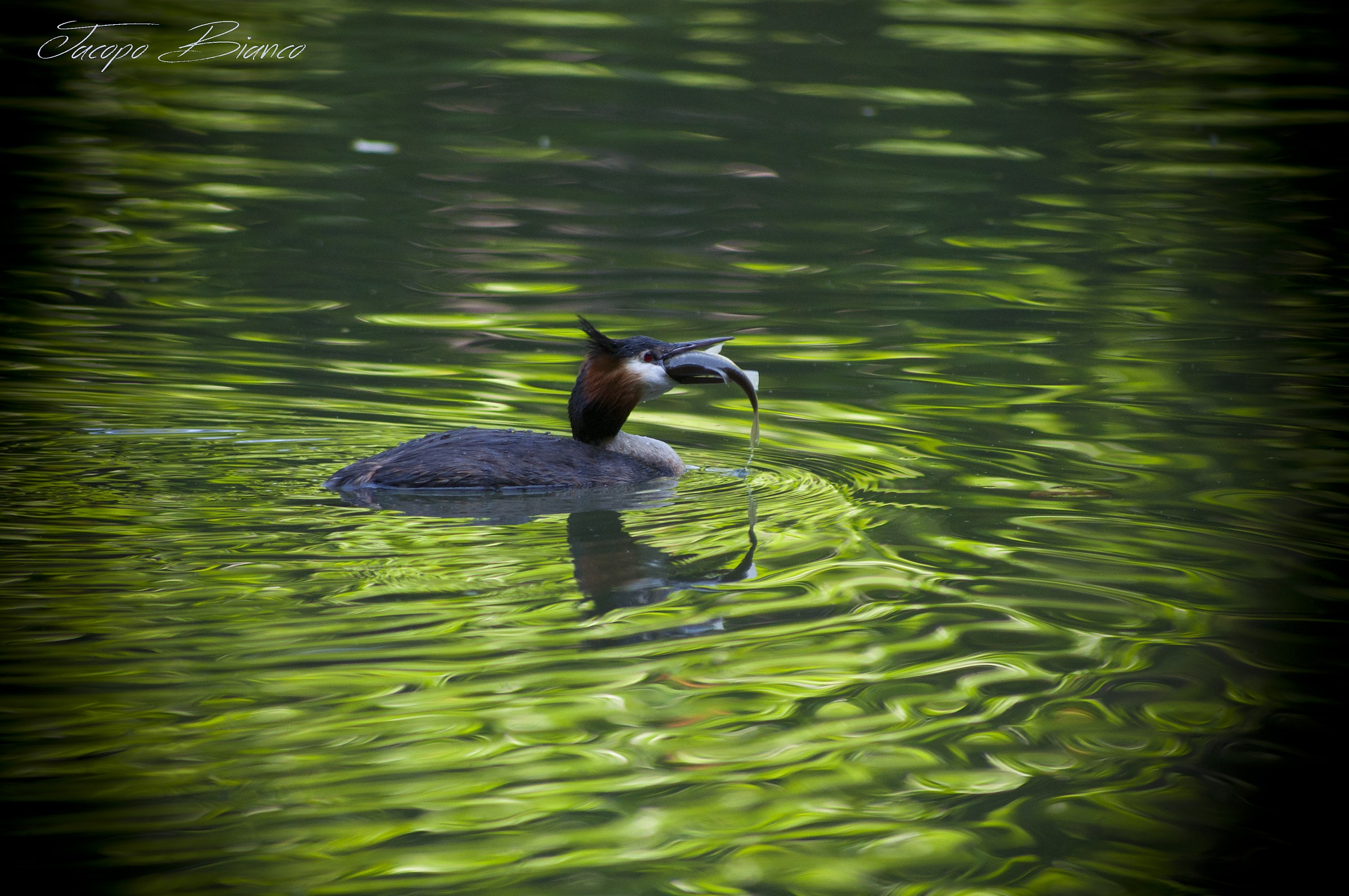 Grebe