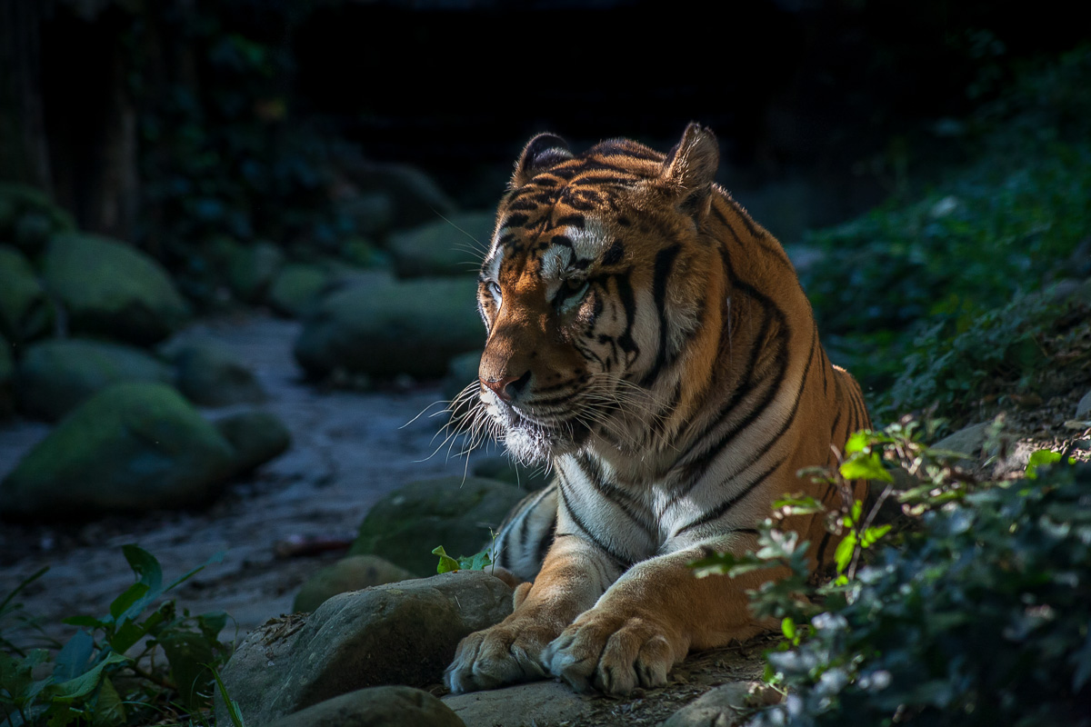 The relaxation of the "Big Cat"