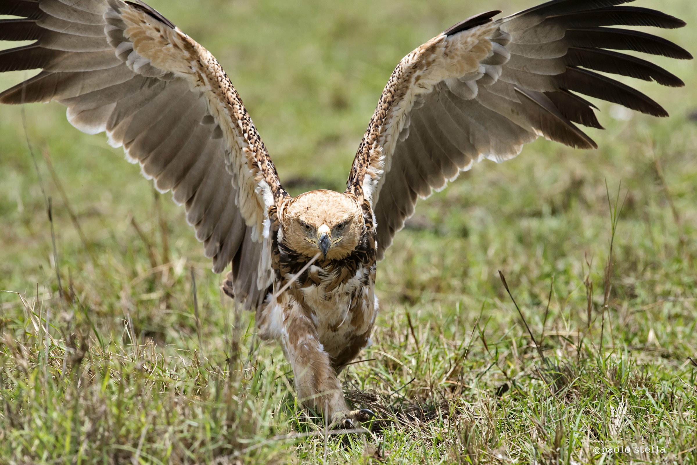 the contender - Tawny Eagle