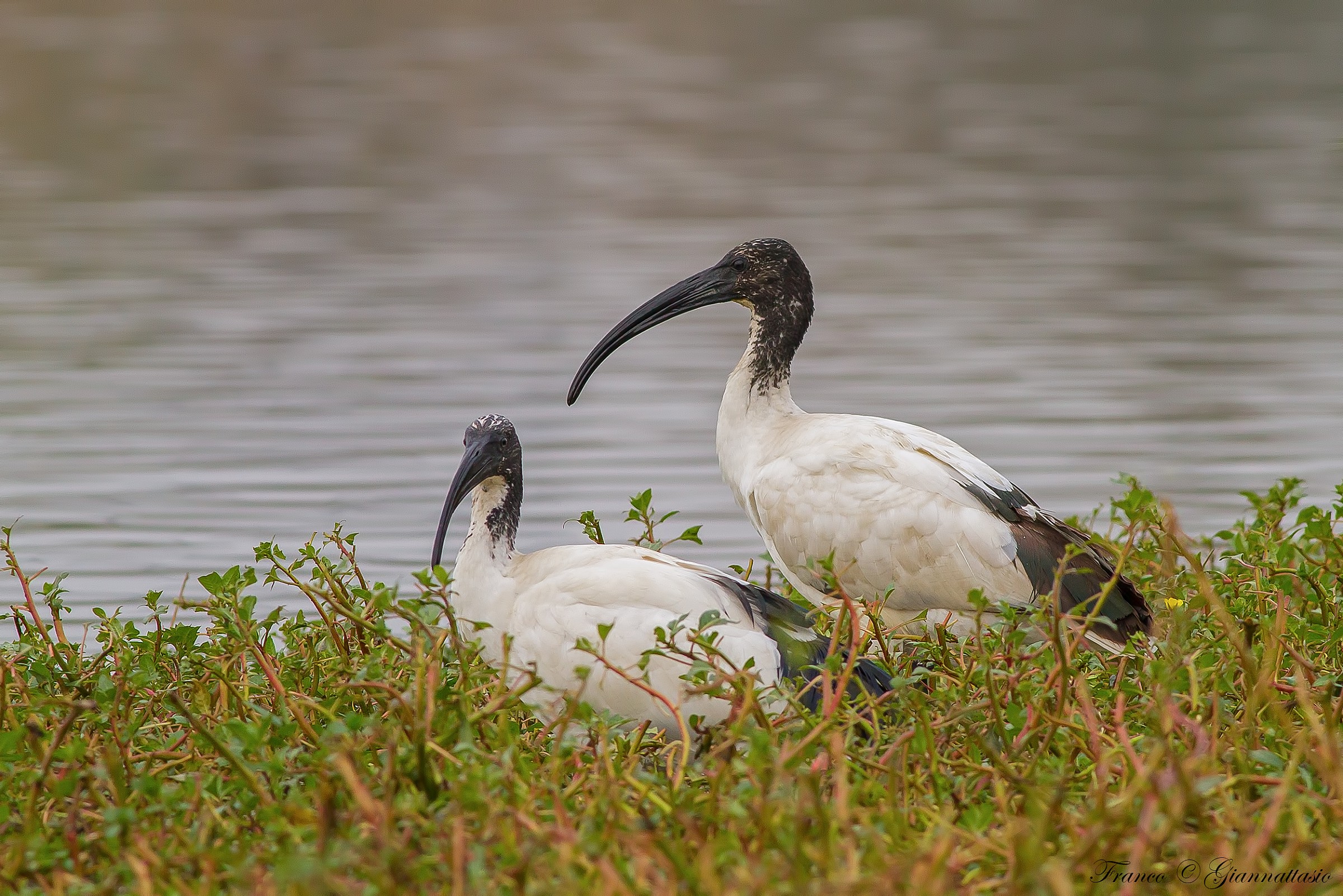 Sacred Ibis Egyptian.