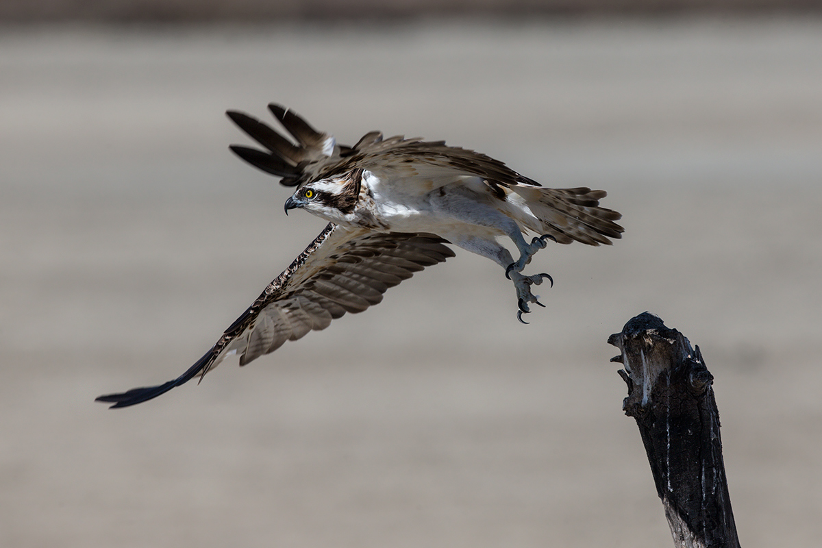 Ho fame ! me ne vado