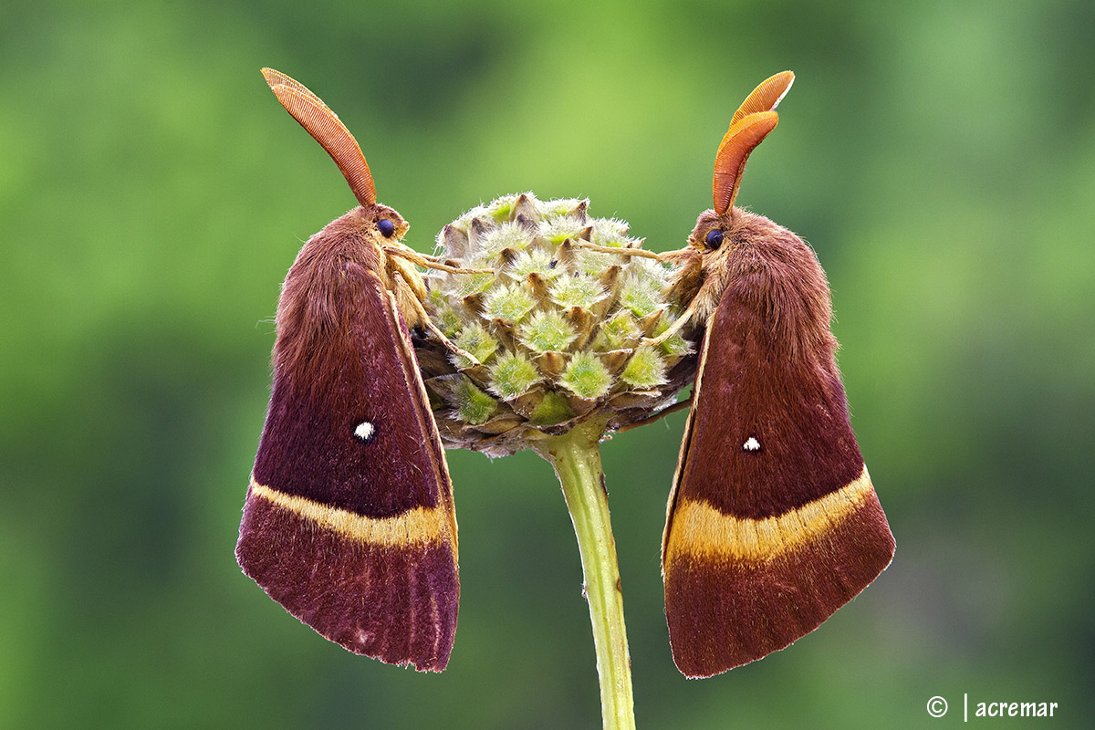 Lasiocampa quercus #Lasiocampidae