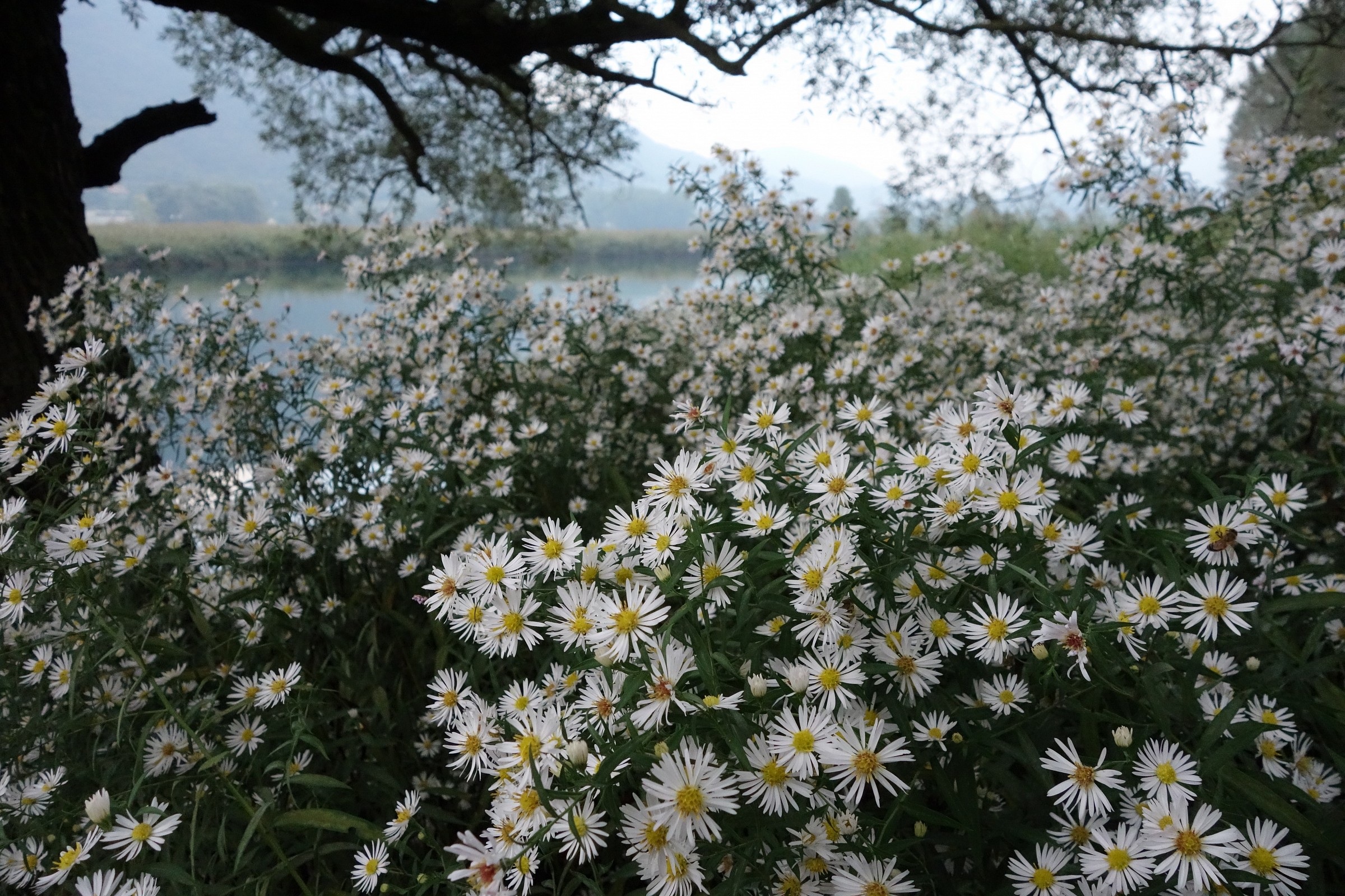 Adda, daisies