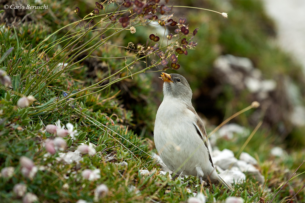 Alpine chaffinch