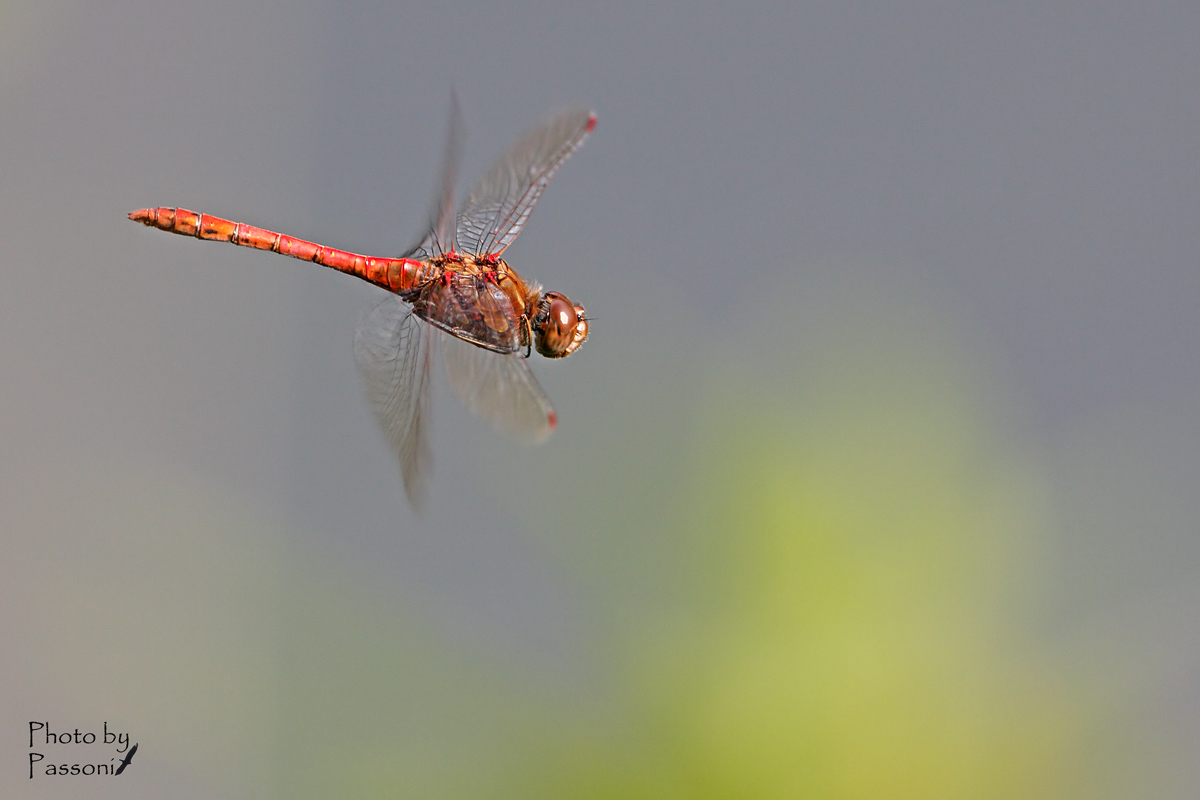 Sympetrum!
