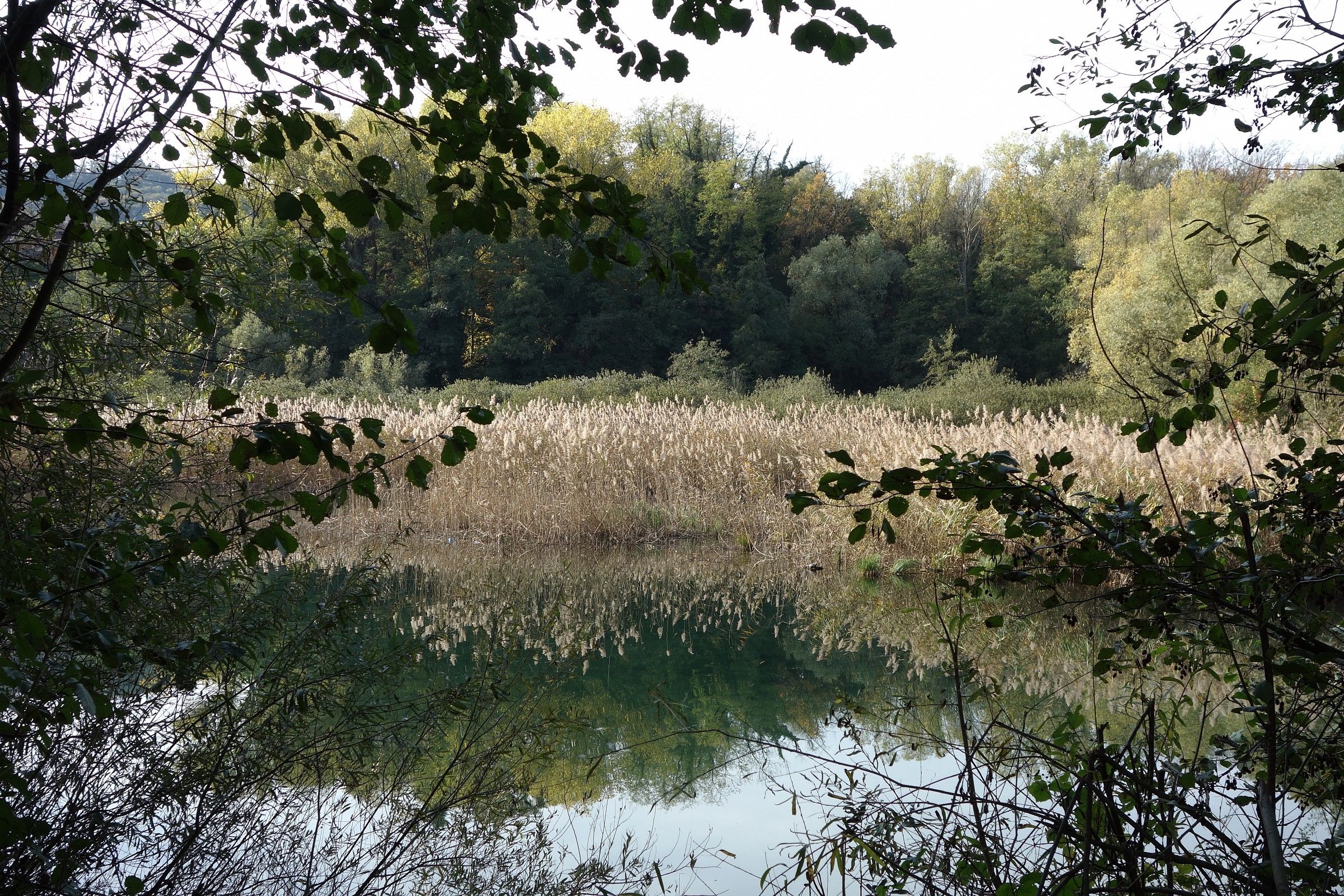 Adda, reflections of reeds in autumn