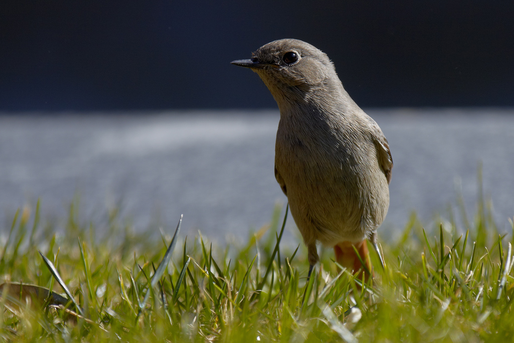 Codirosso spazzacamino.