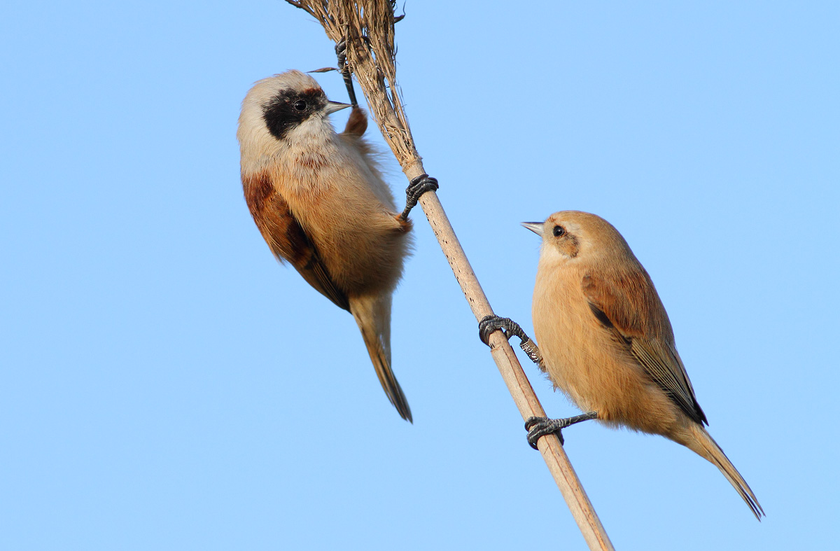 Same same scene straw