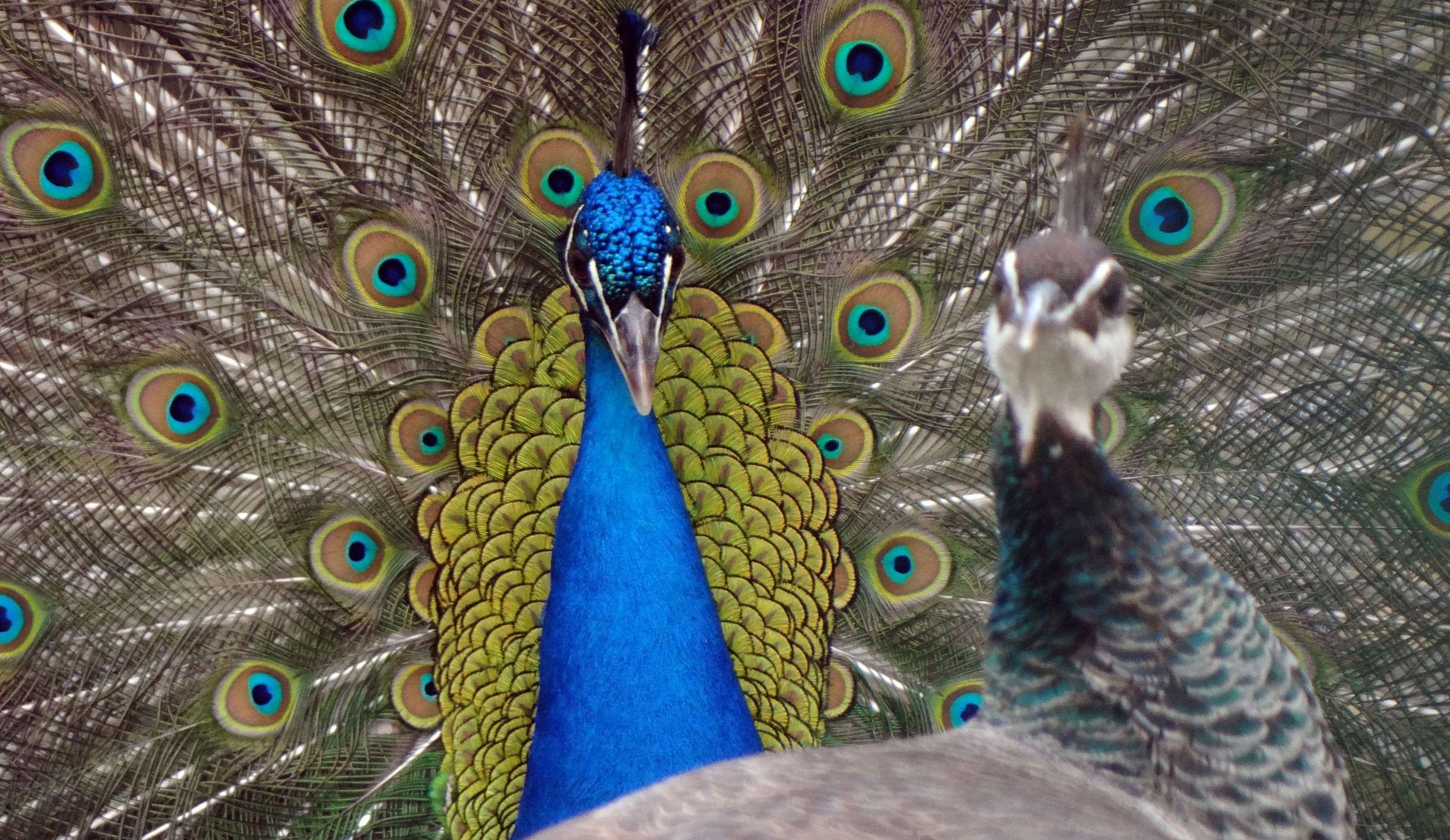 Mi sa che oggi si va in bianco