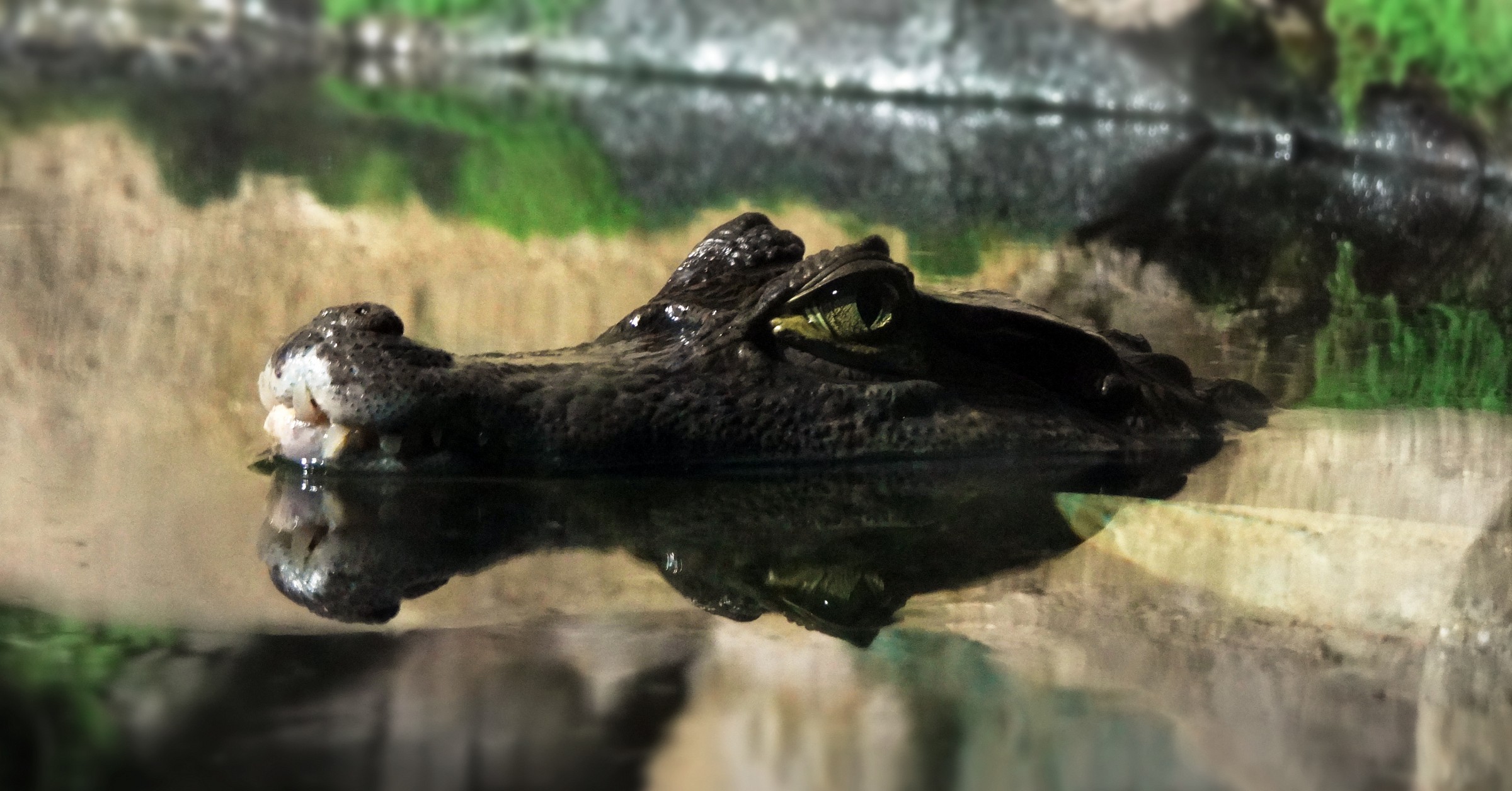 Gli occhi del predatore