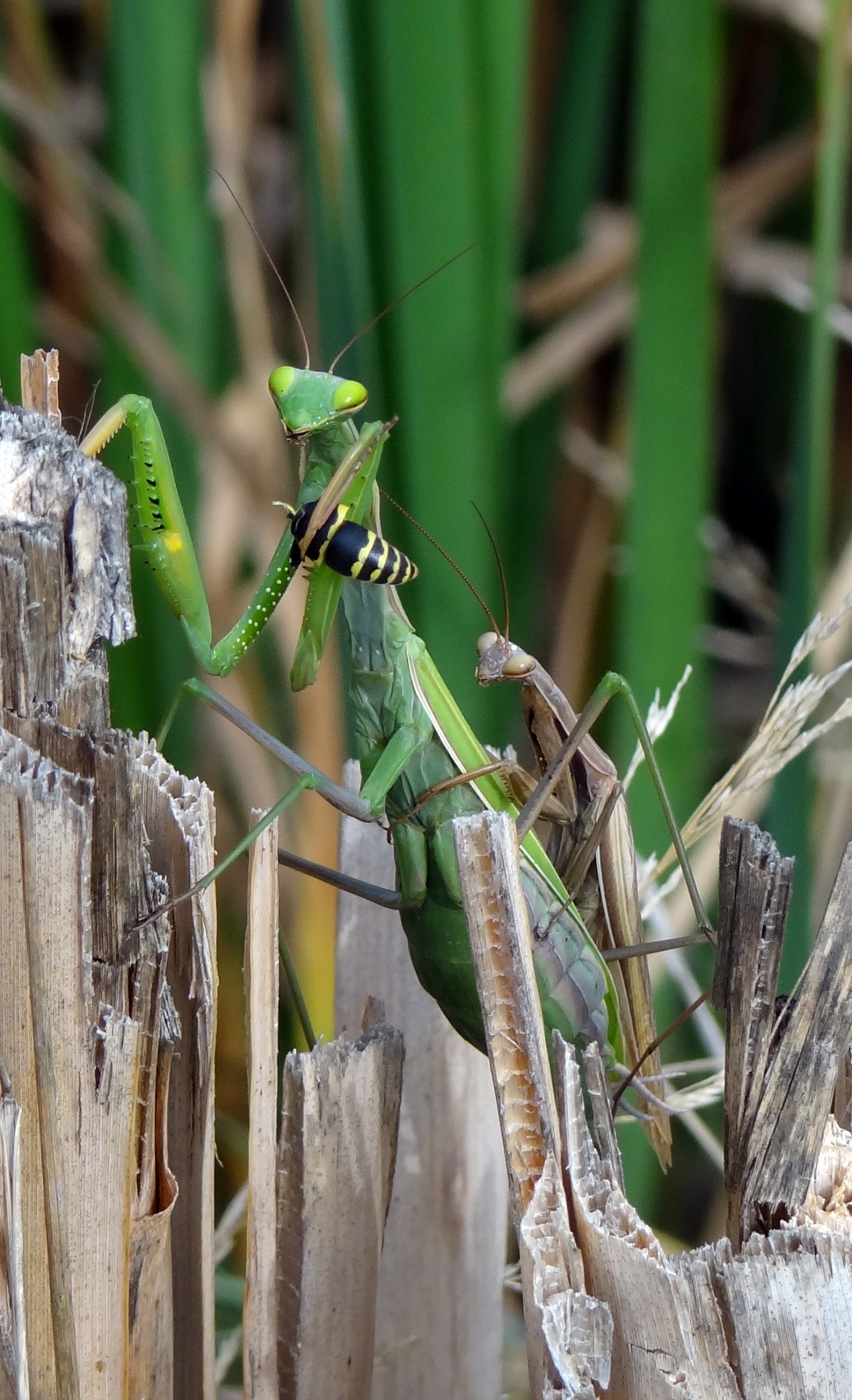 Il pasto della mantide