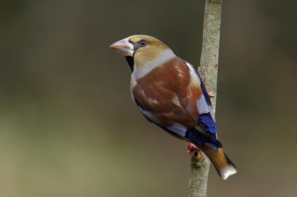 Grosbeak (female)