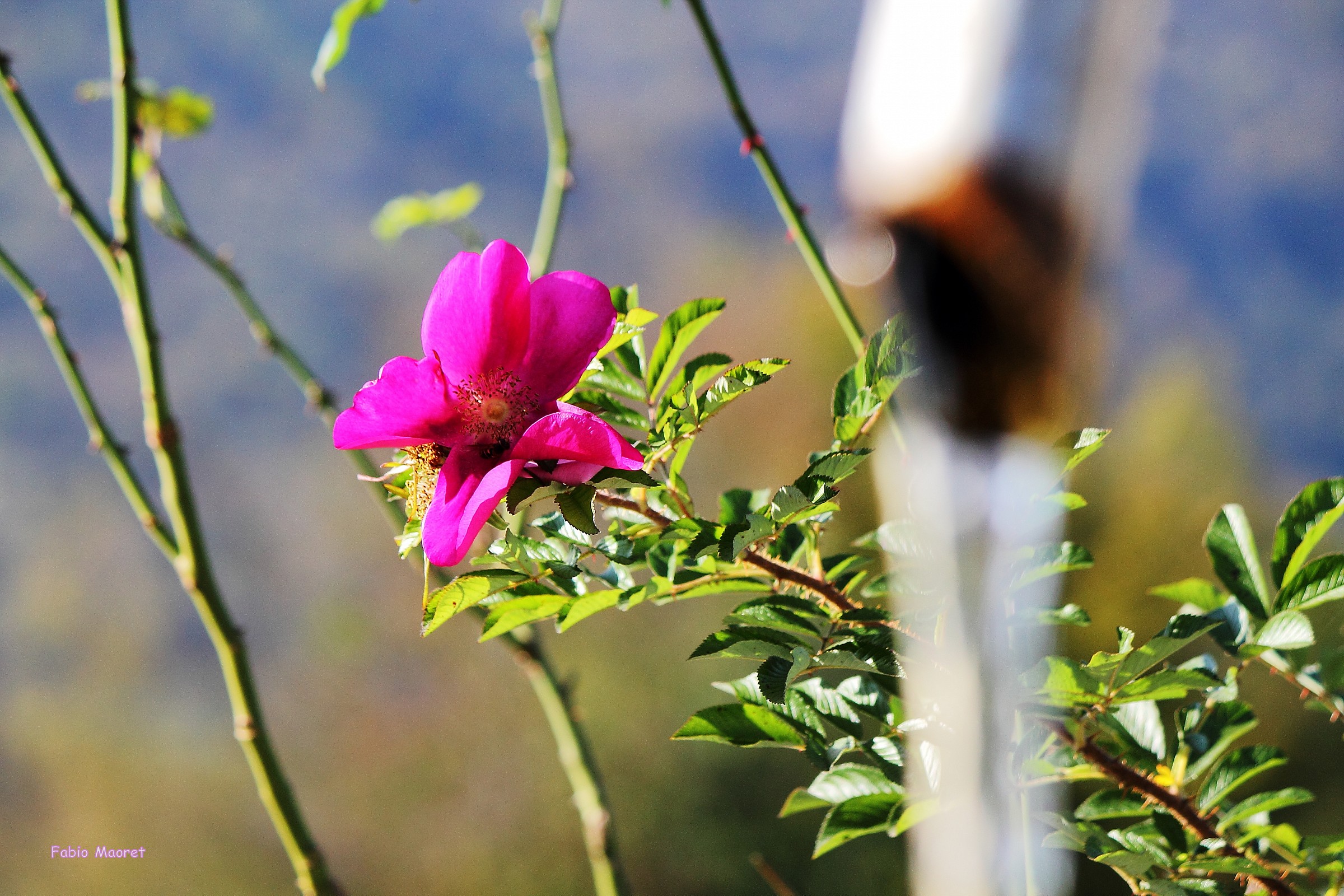 Water blurred .....................