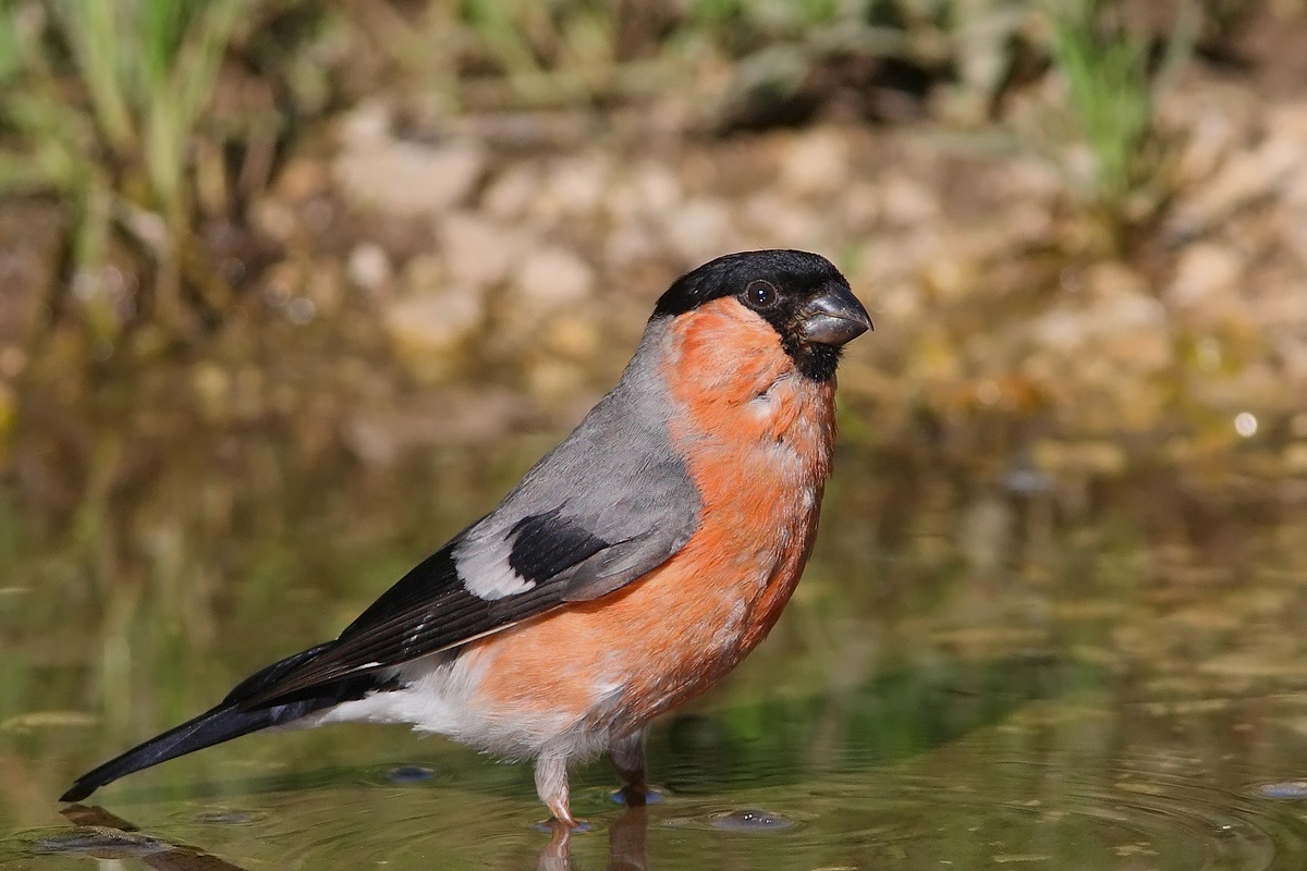 Bullfinch