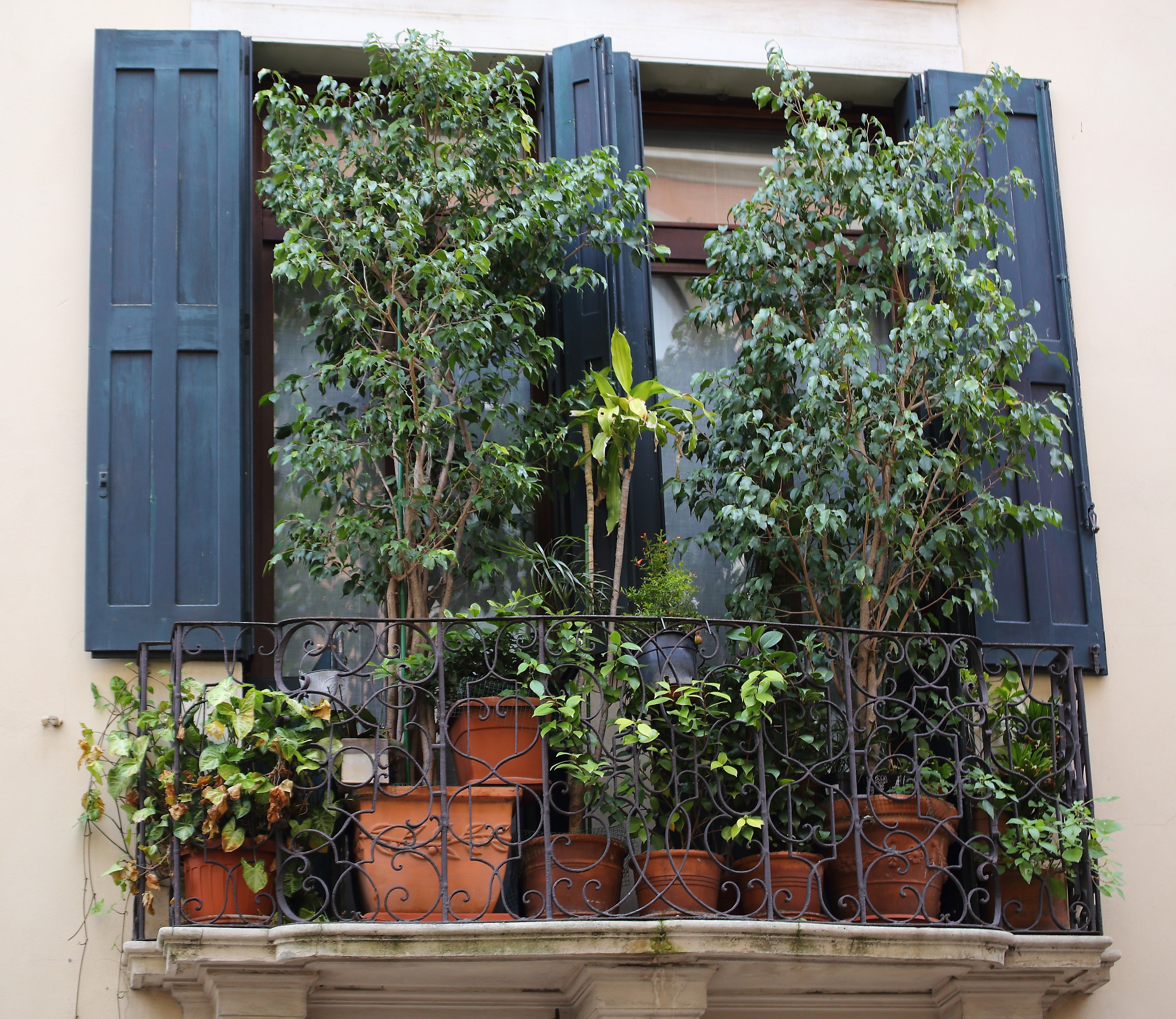 Voglia di verde o riparo da occhi indiscreti?