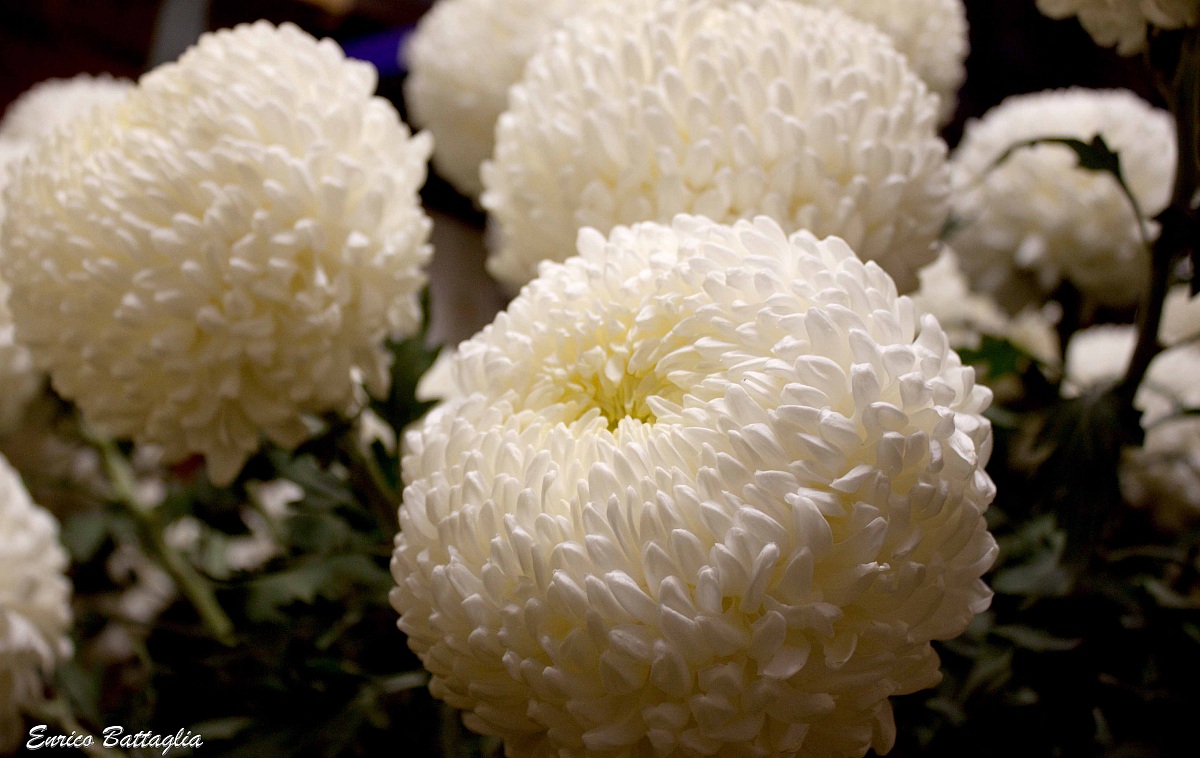 Chrysanthemum
