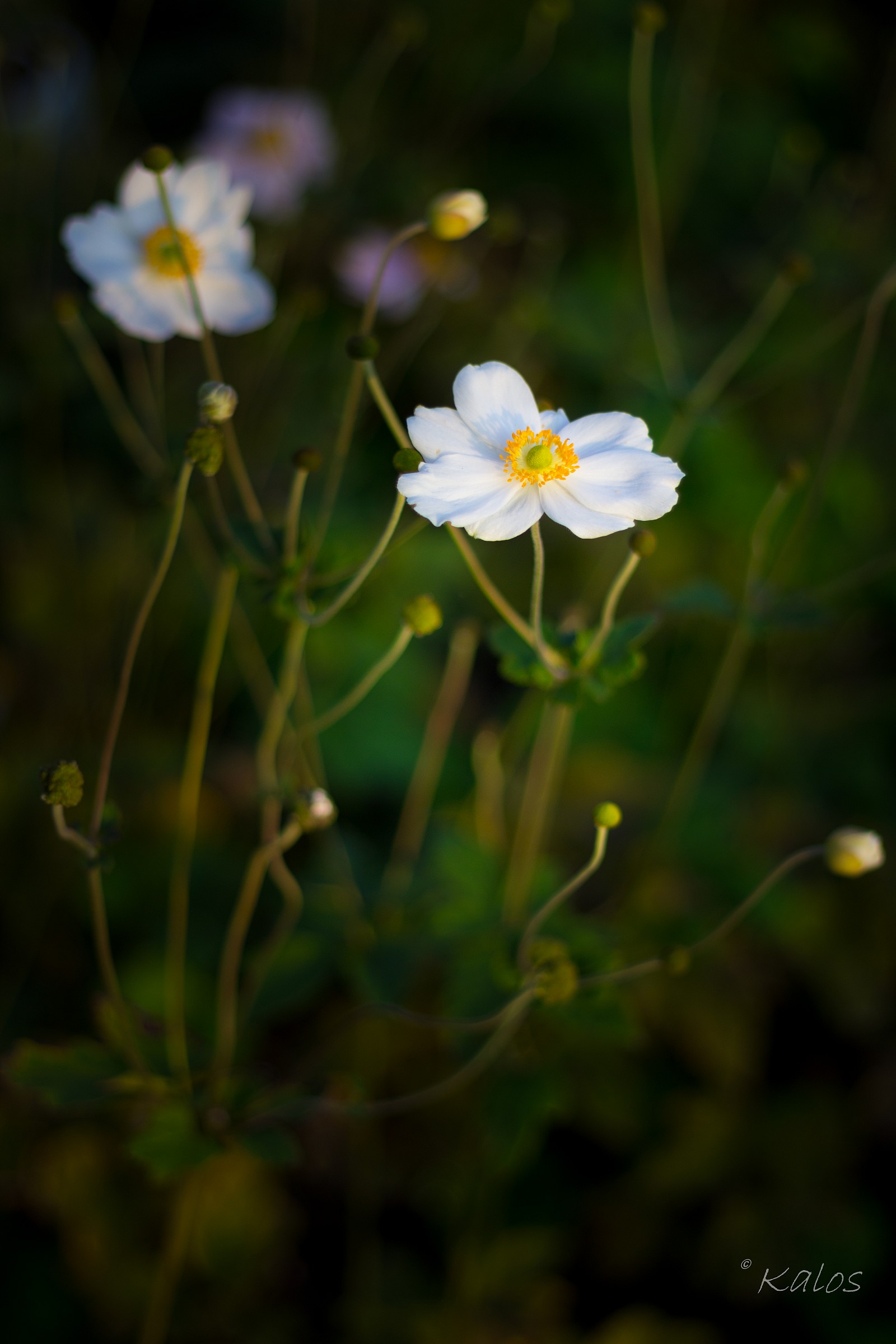 As a white dress ...