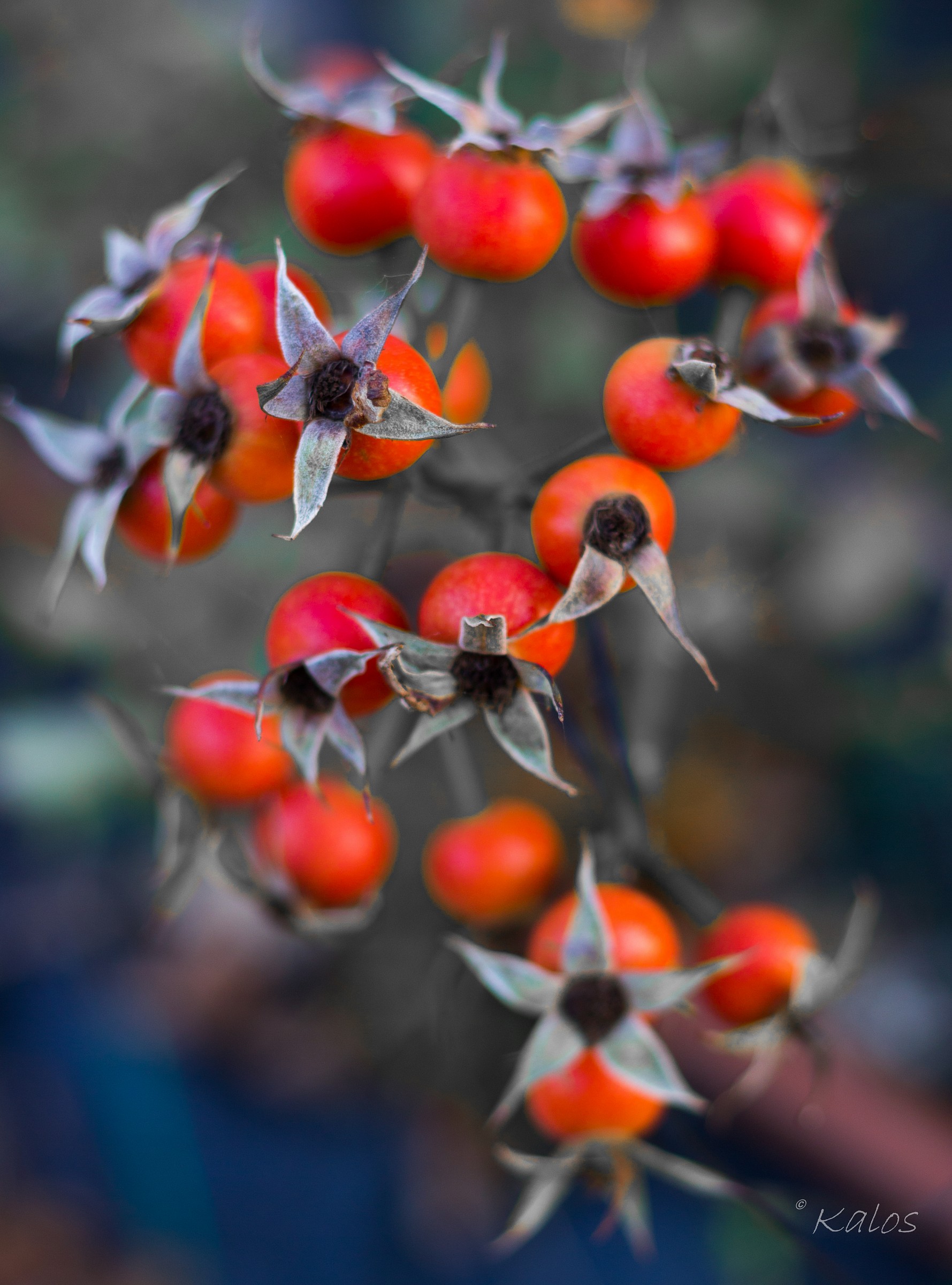 Pyracantha angustifolia (?)