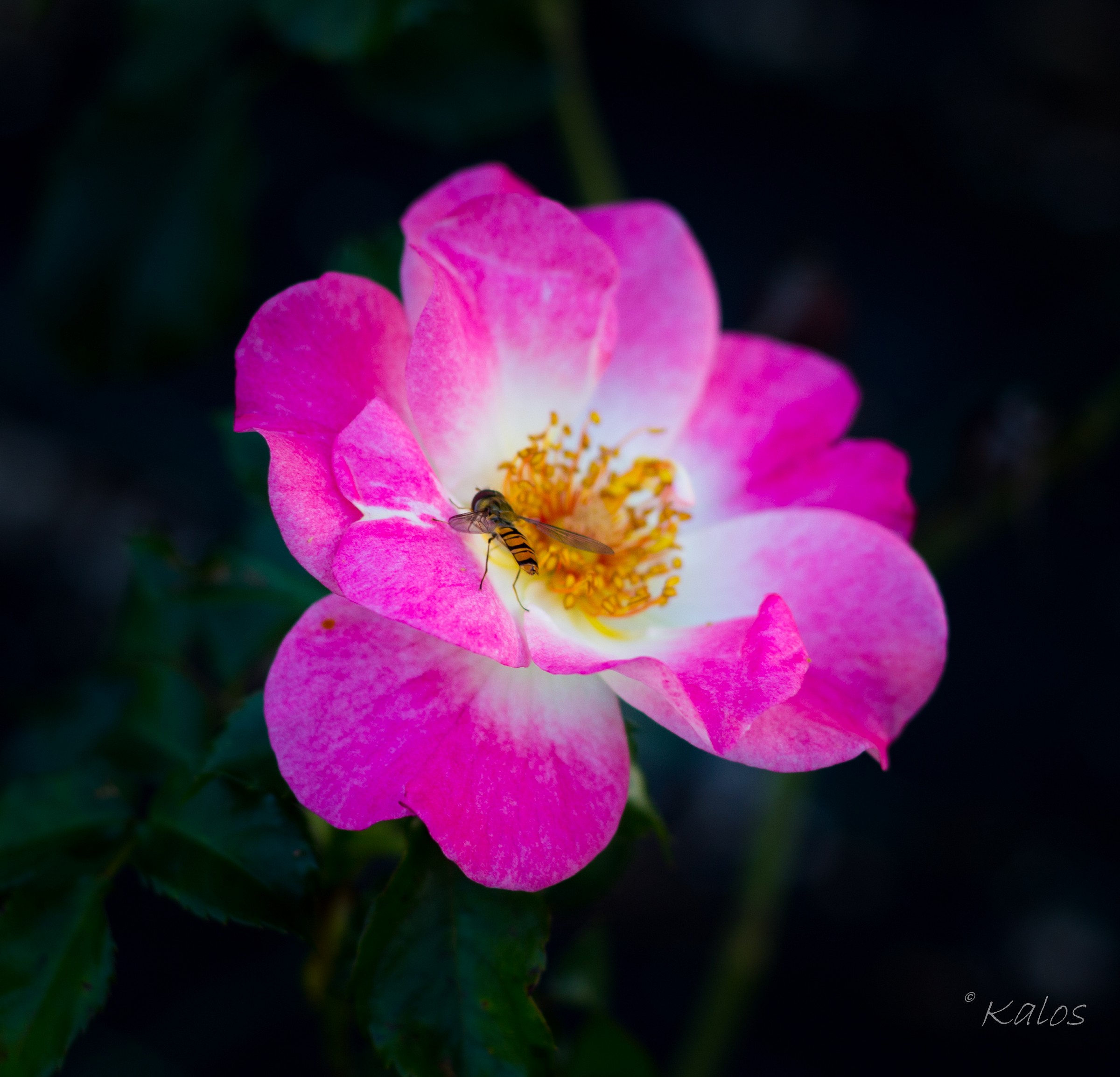 Grow up I'll be a bee ...