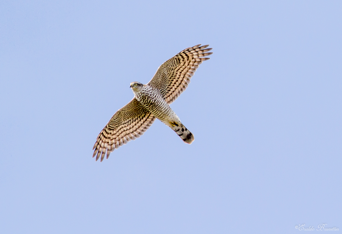 Sparrowhawk (Accipiter nisus)