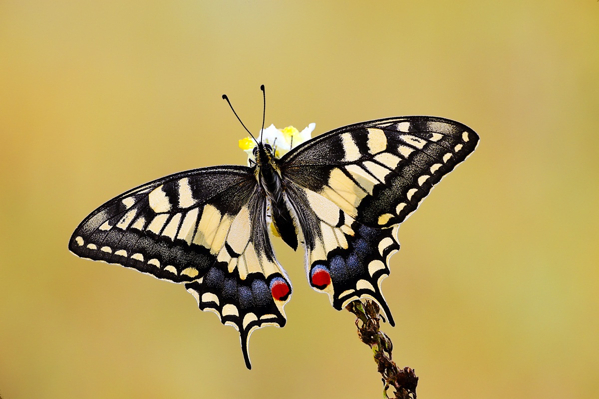 Papilio machaon