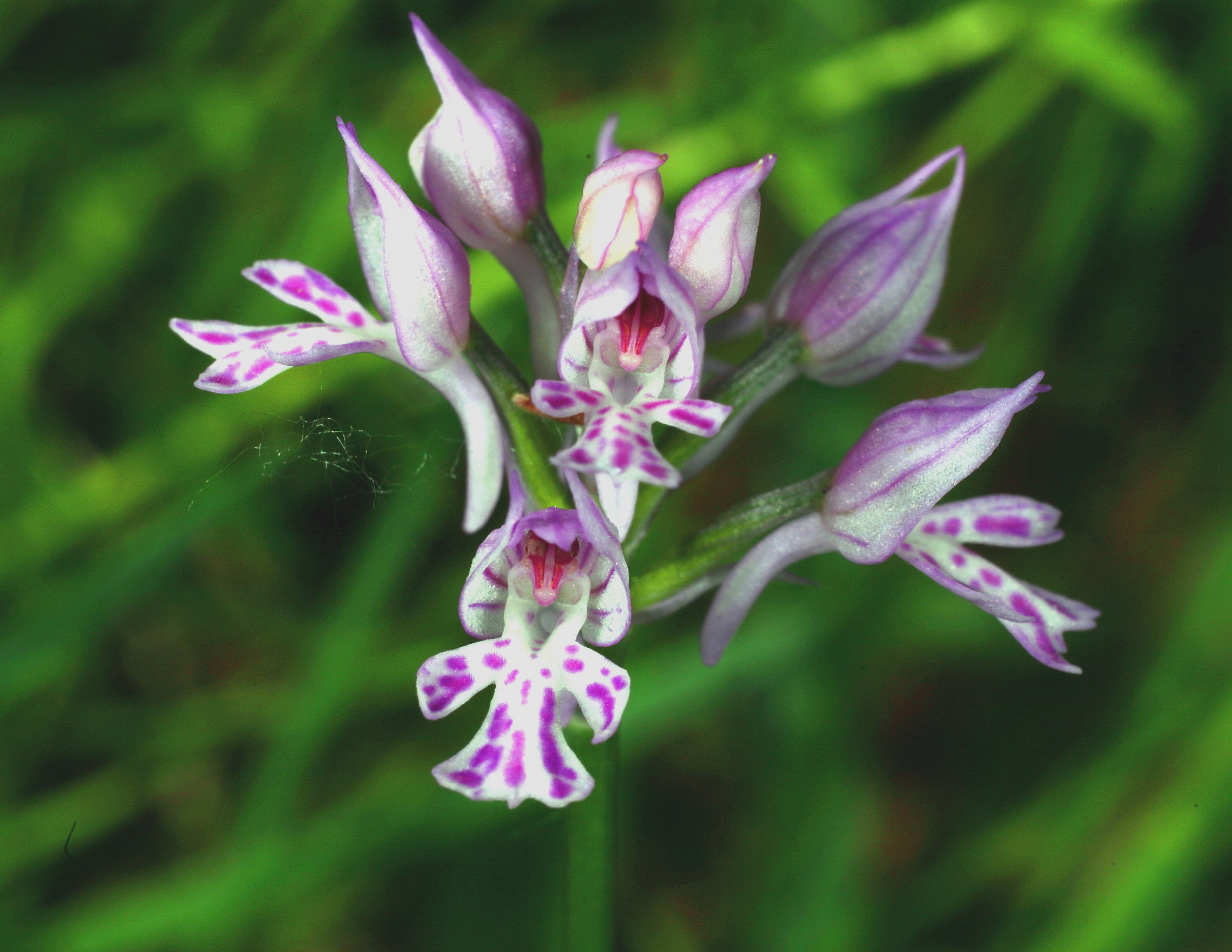 Orchis tridentata mountain magnum gavardo-bs