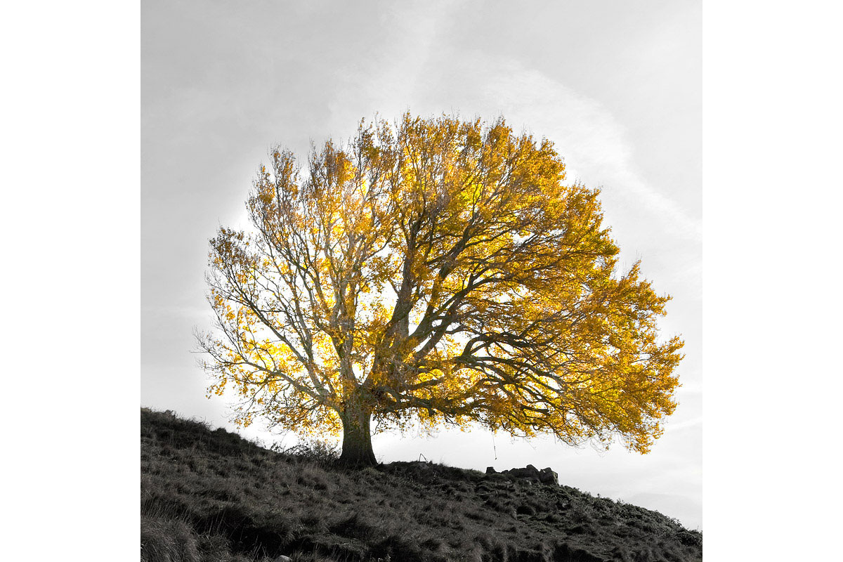 The tree of gold