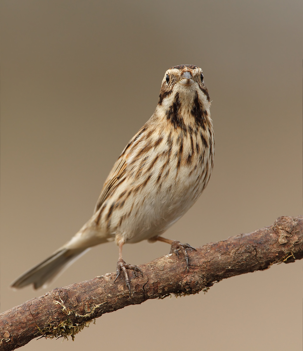 Emberiza schoeniclus - female -