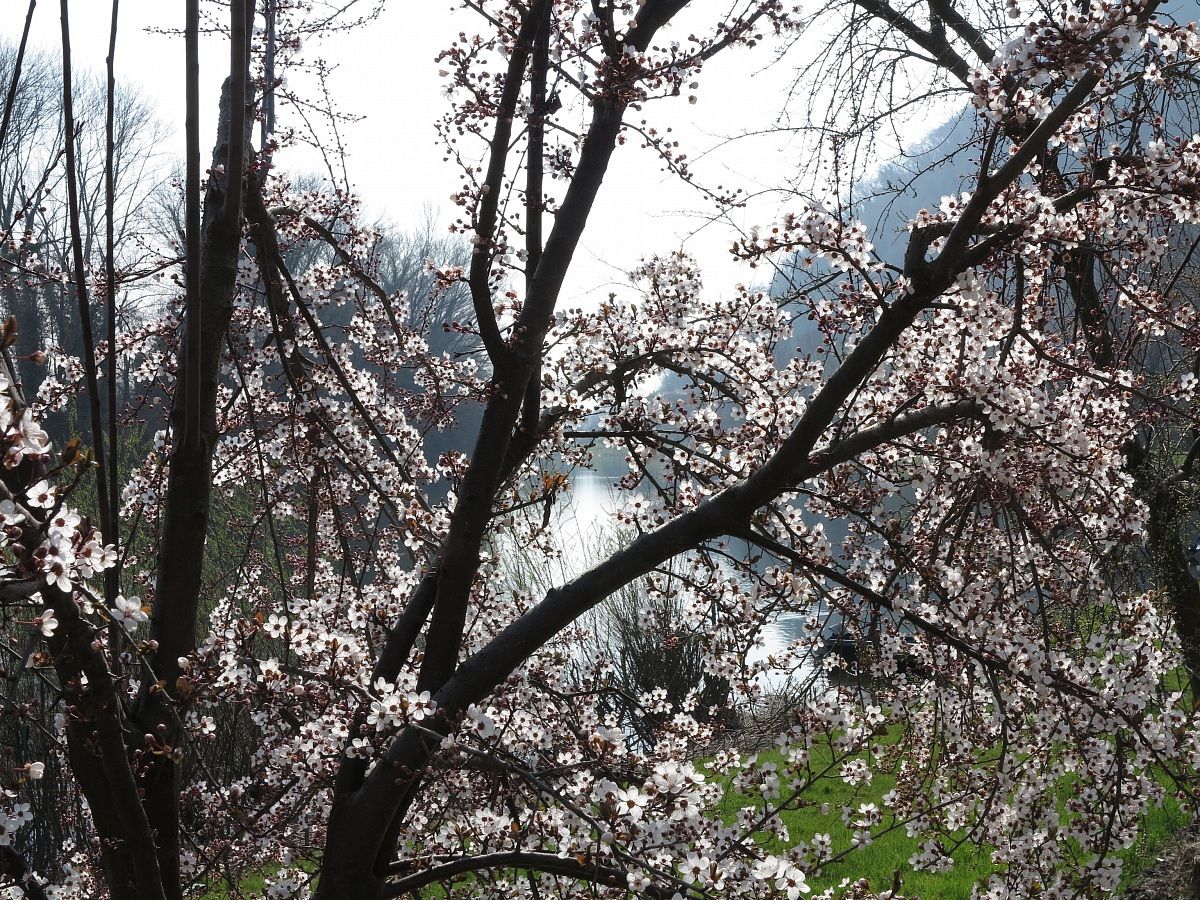 Adda, flowering tree