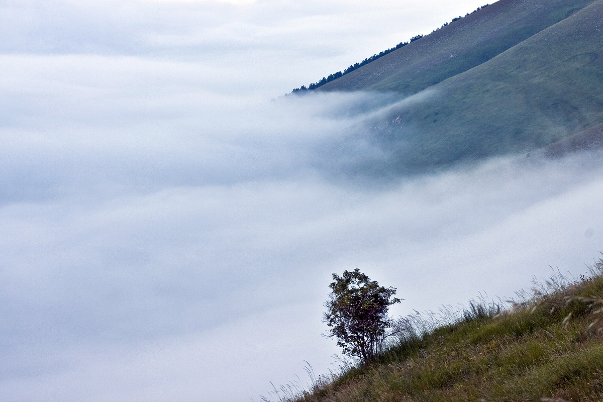 Tree in contemplation