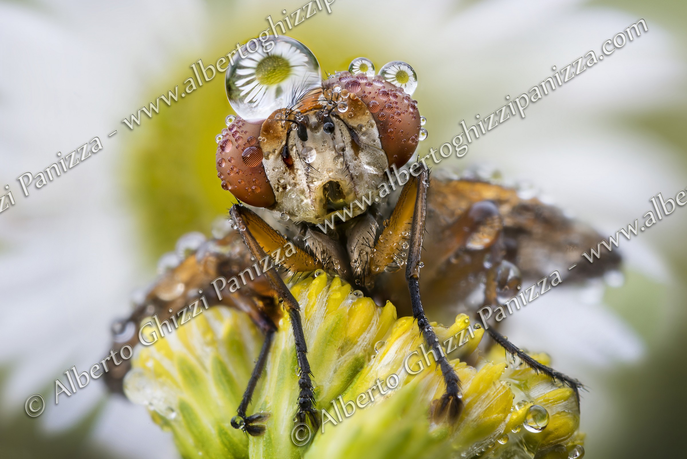 Dawn makes me beautiful