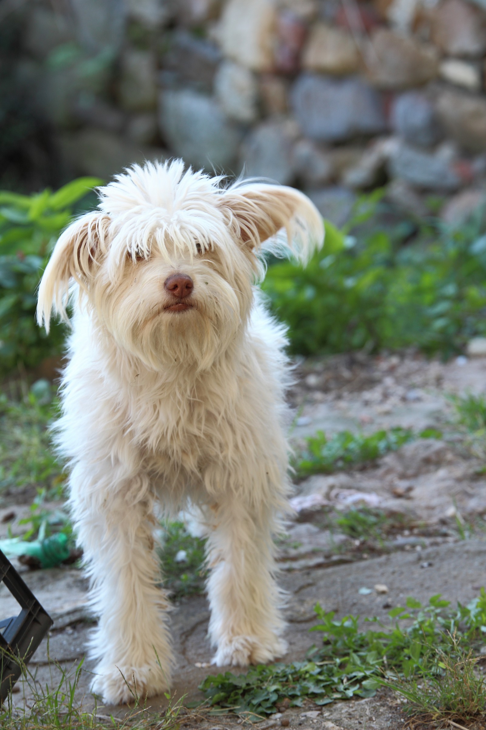 Yoda/12 mesi/da un canile