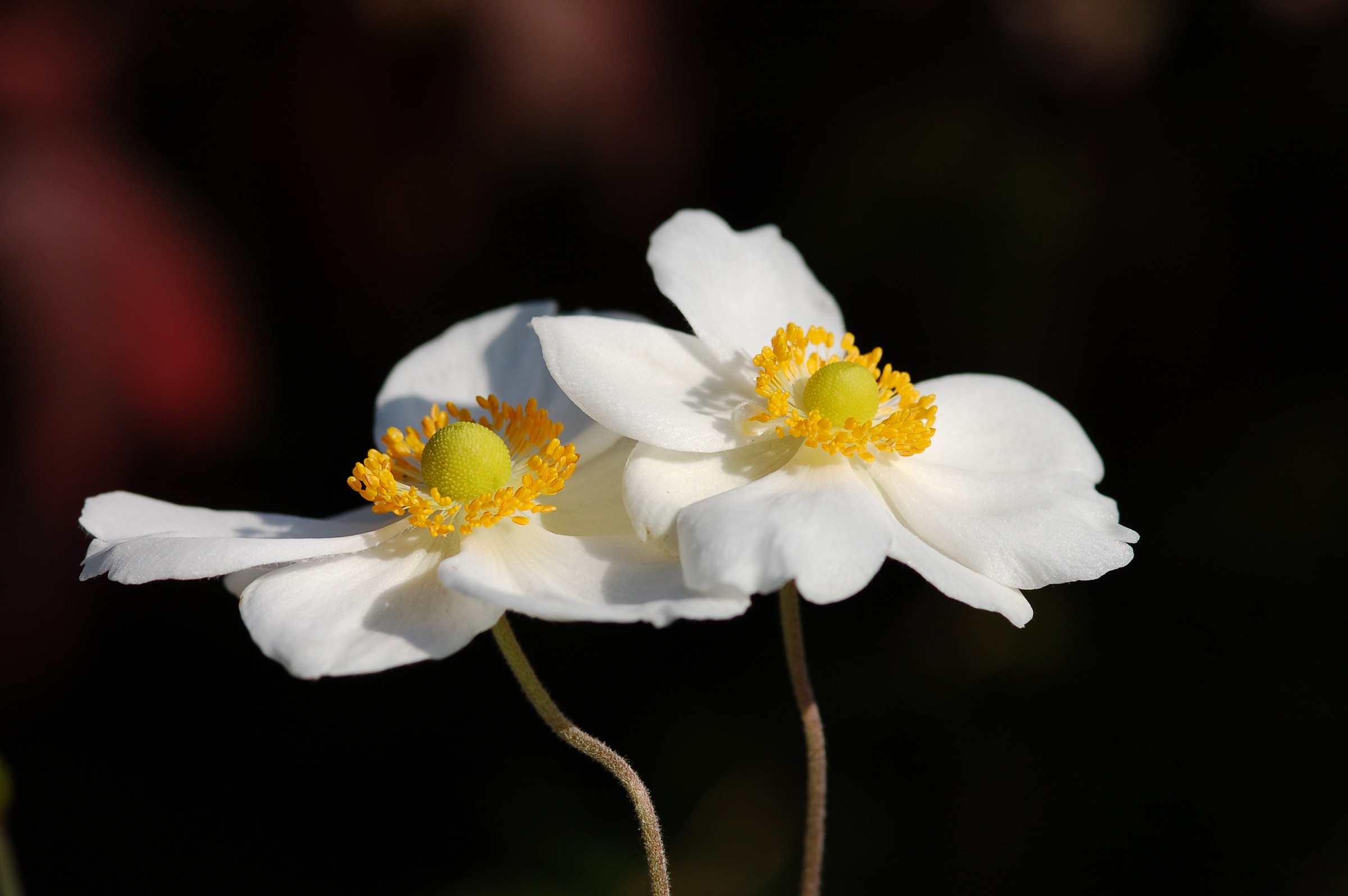 Anemones Japan