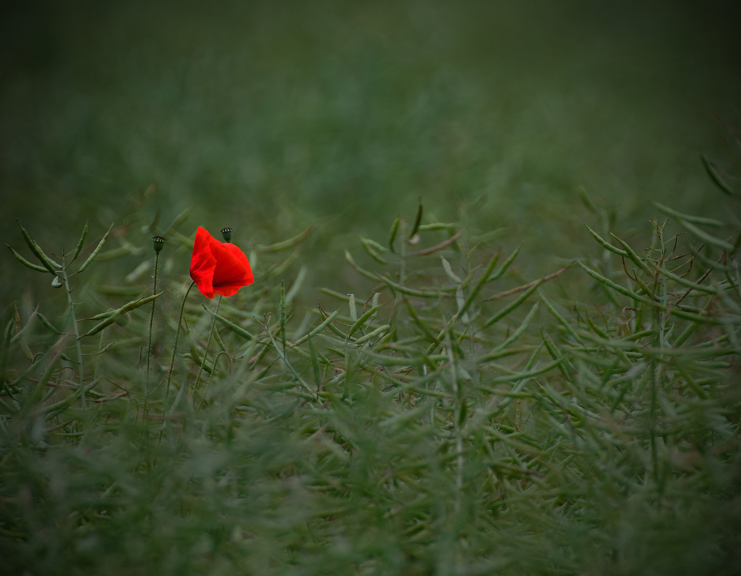 The Last Poppy