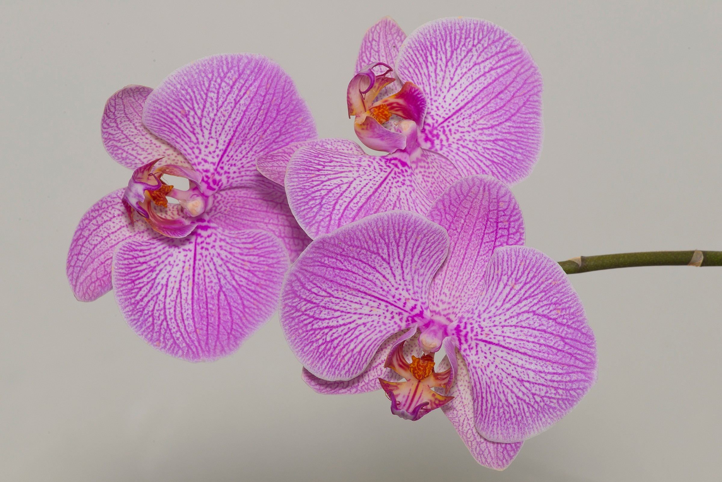 Trio of Orchids