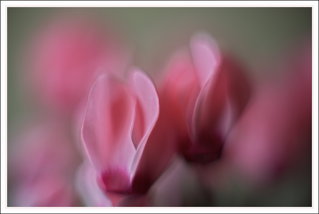 Astrazioni floreali #5