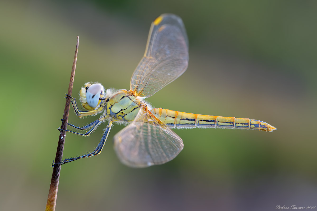 Sympetrum fonscolombii