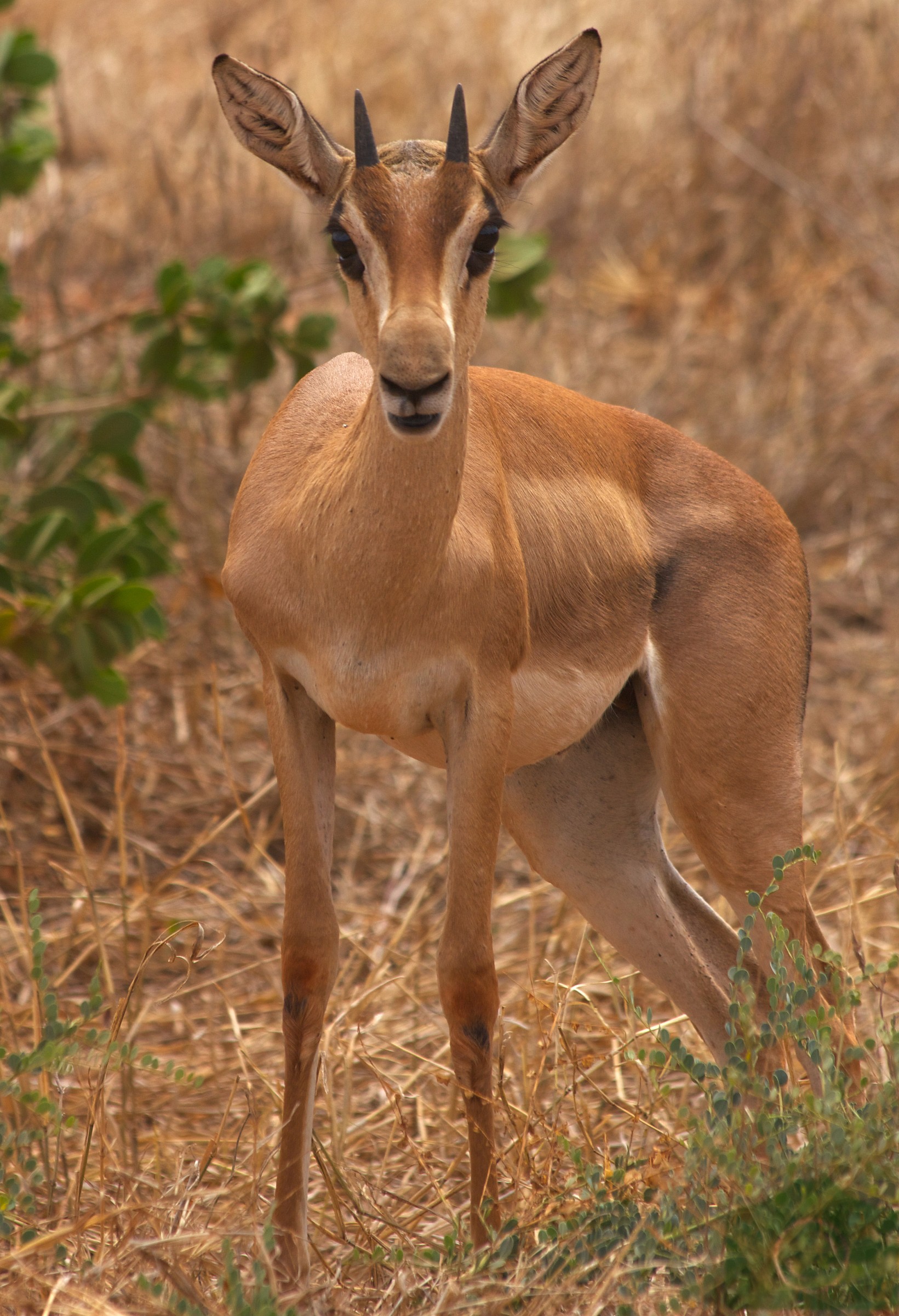 Grant's Gazelle