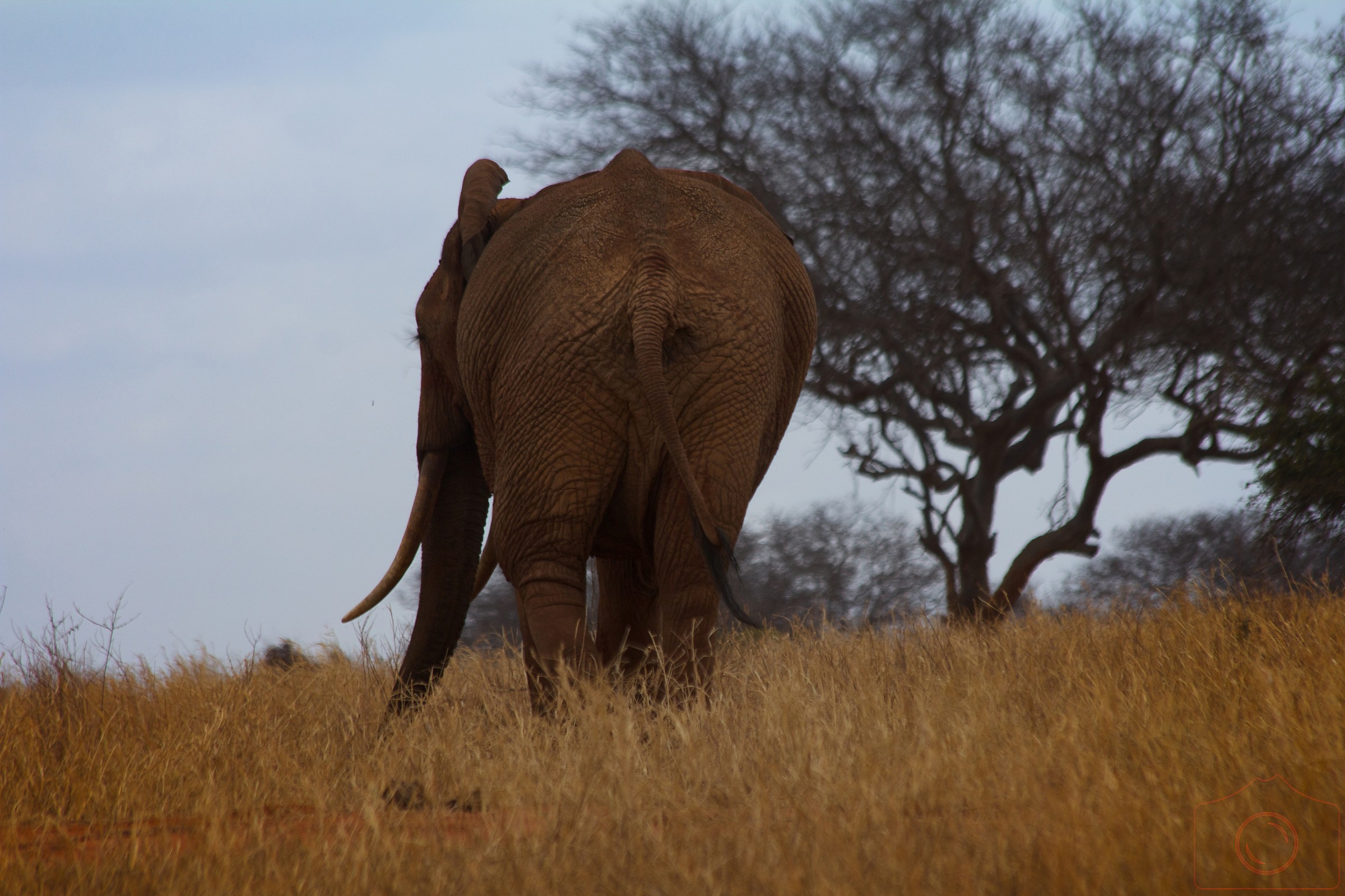 Tsavo Est African Elephant