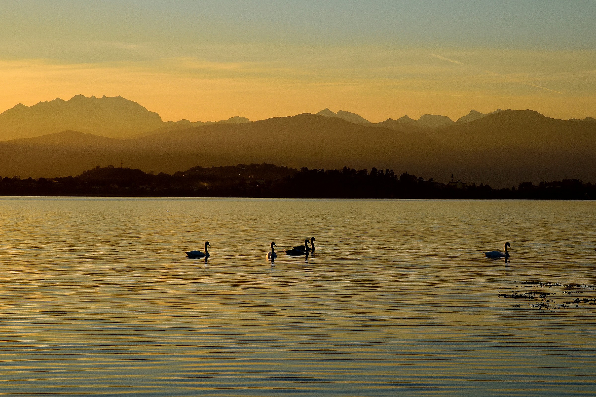 cigni al tramonto 2