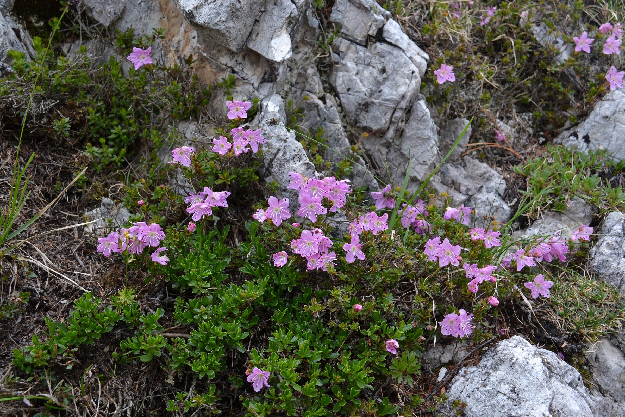 Rhododendrons Belluno Dolomites